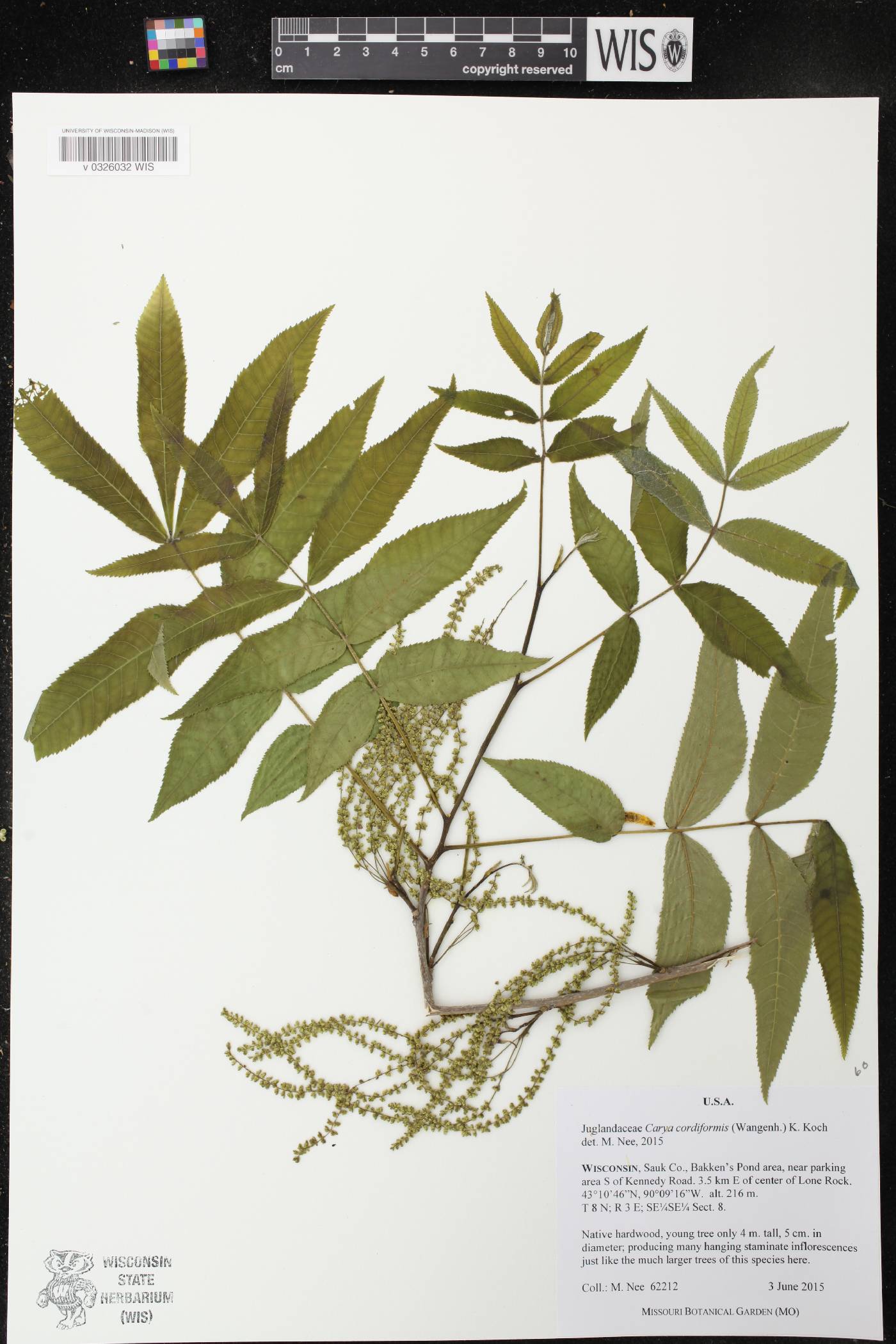 Carya cordiformis image