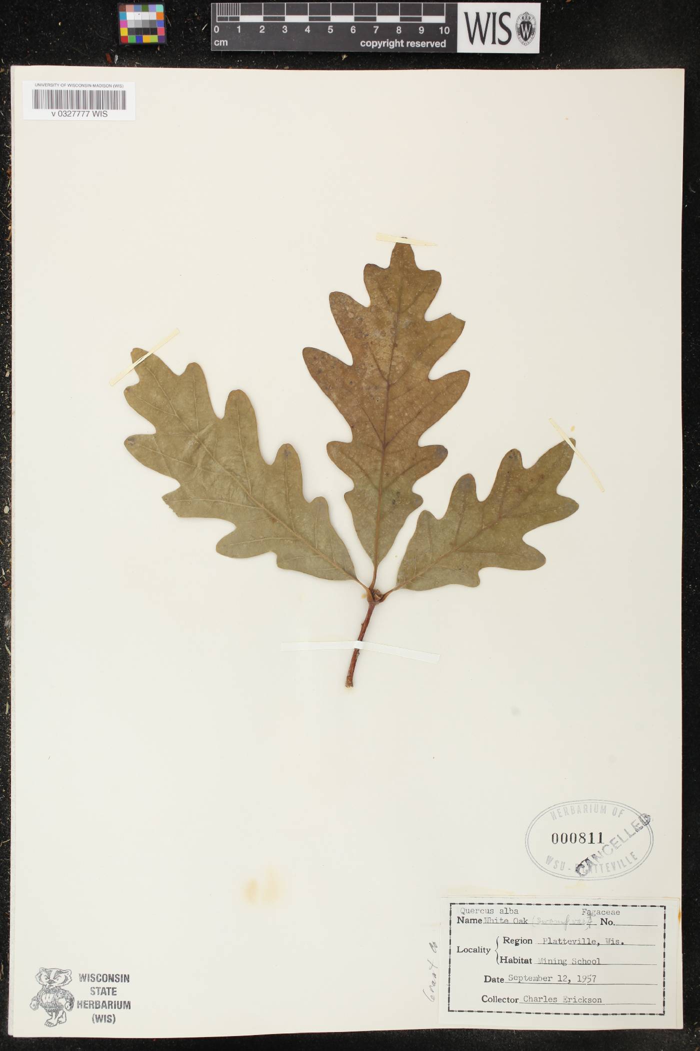 Quercus alba image