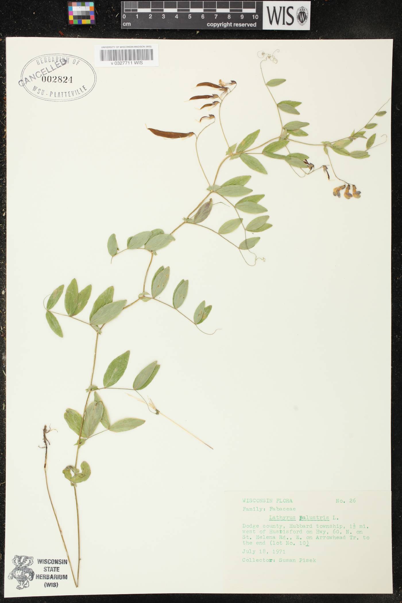 Lathyrus palustris image