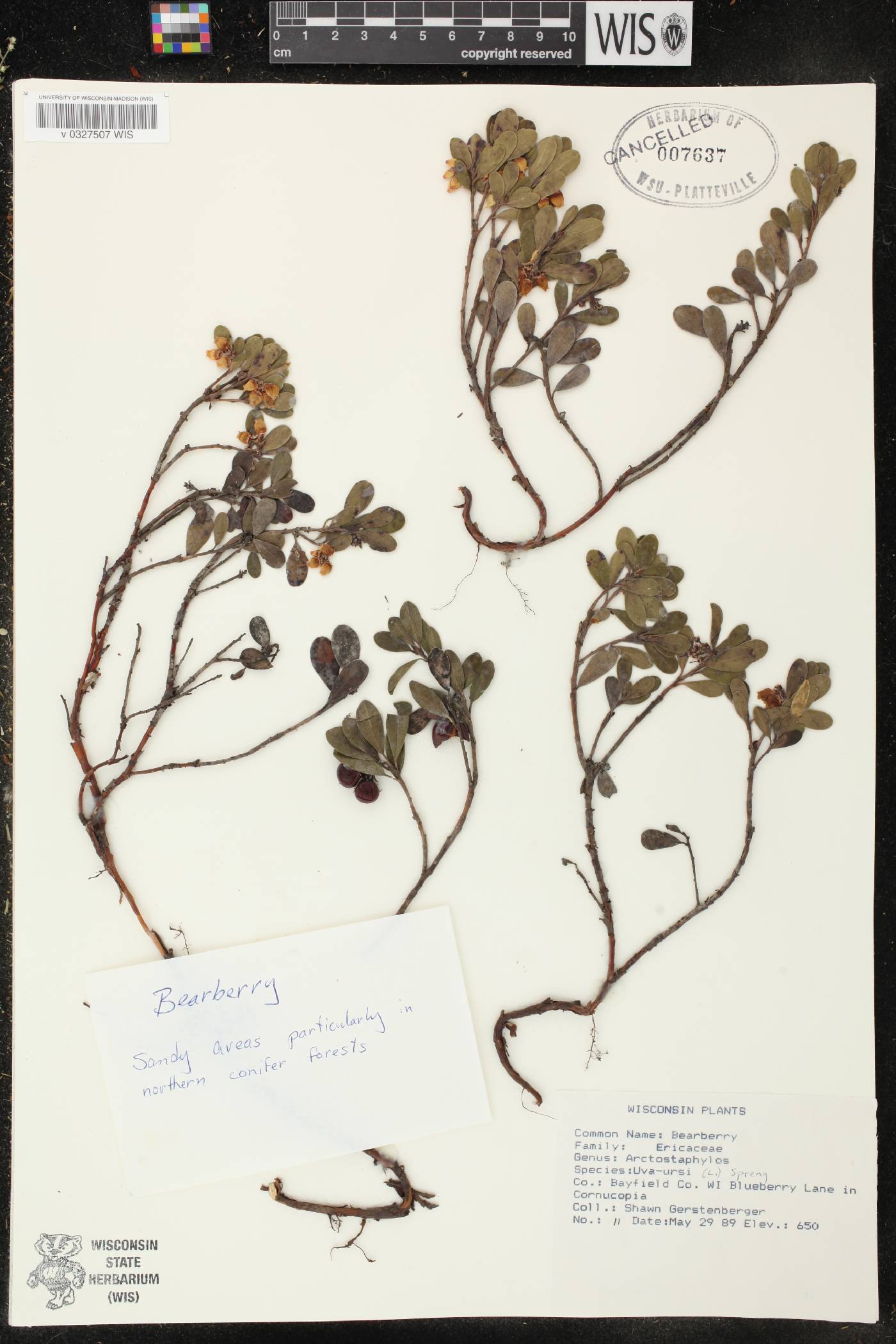 Arctostaphylos uva-ursi image