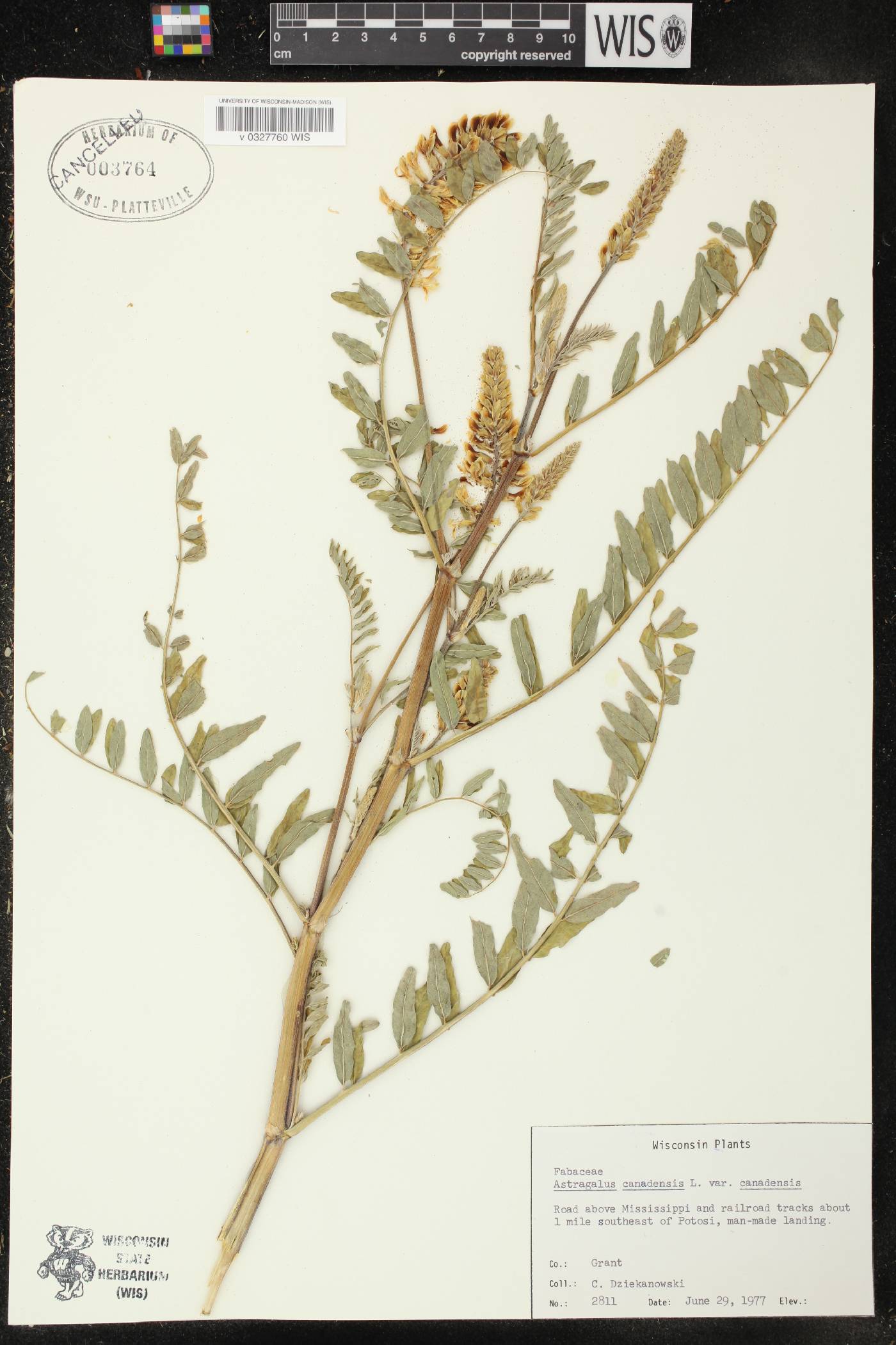 Astragalus canadensis var. canadensis image