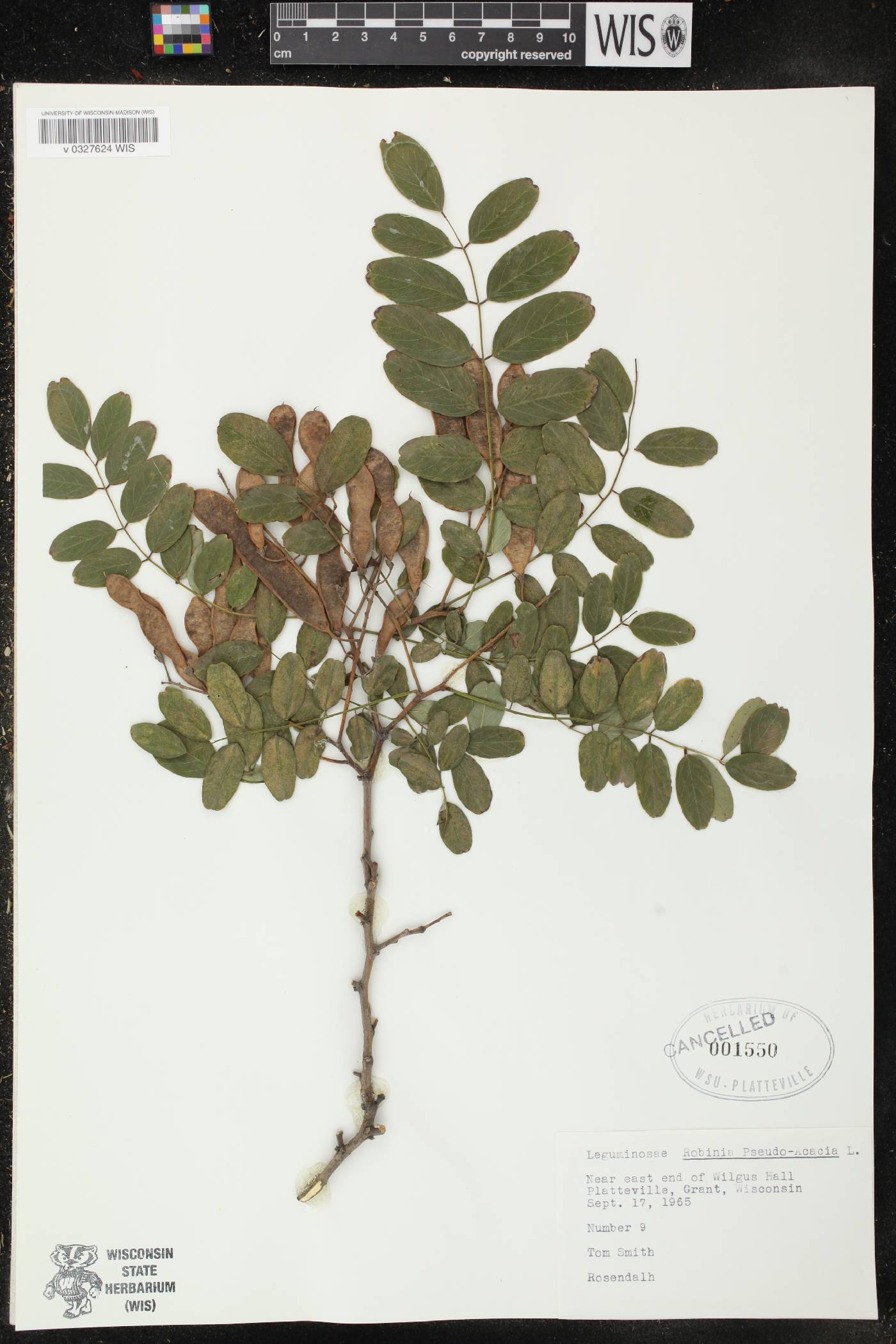 Robinia pseudoacacia image