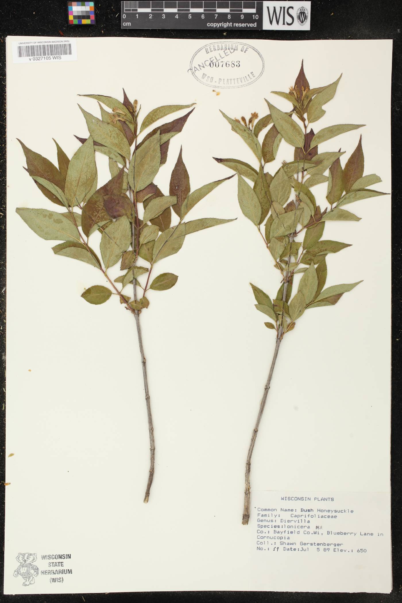 Diervilla lonicera image