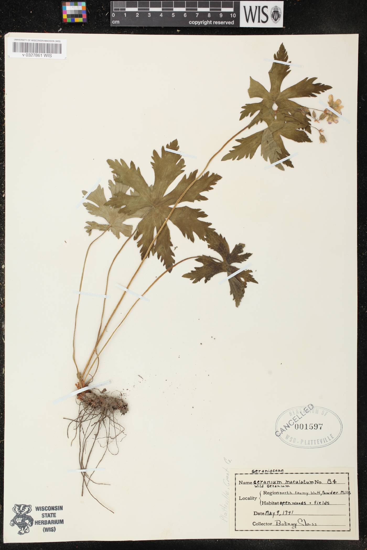 Geranium maculatum image