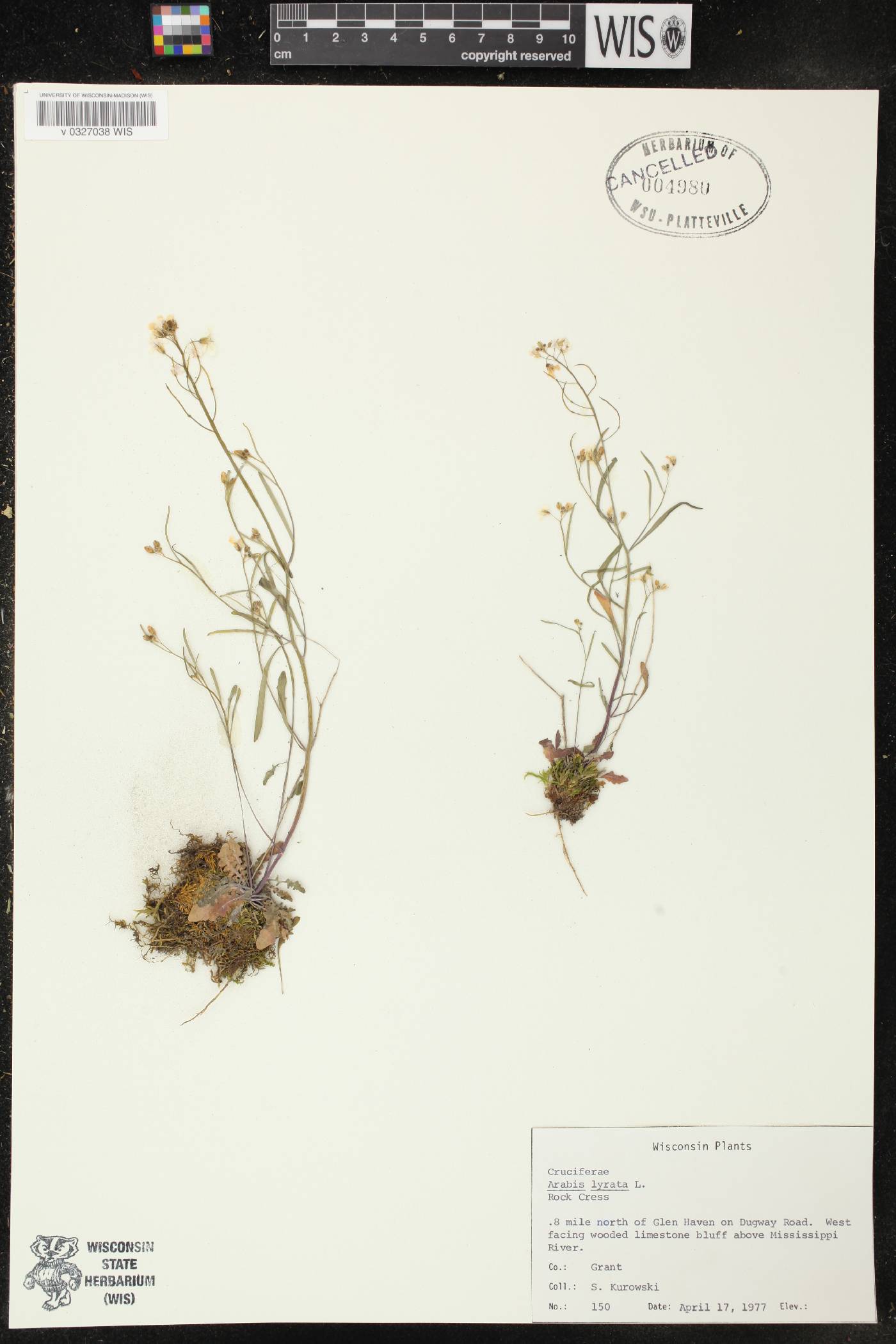Arabidopsis lyrata image