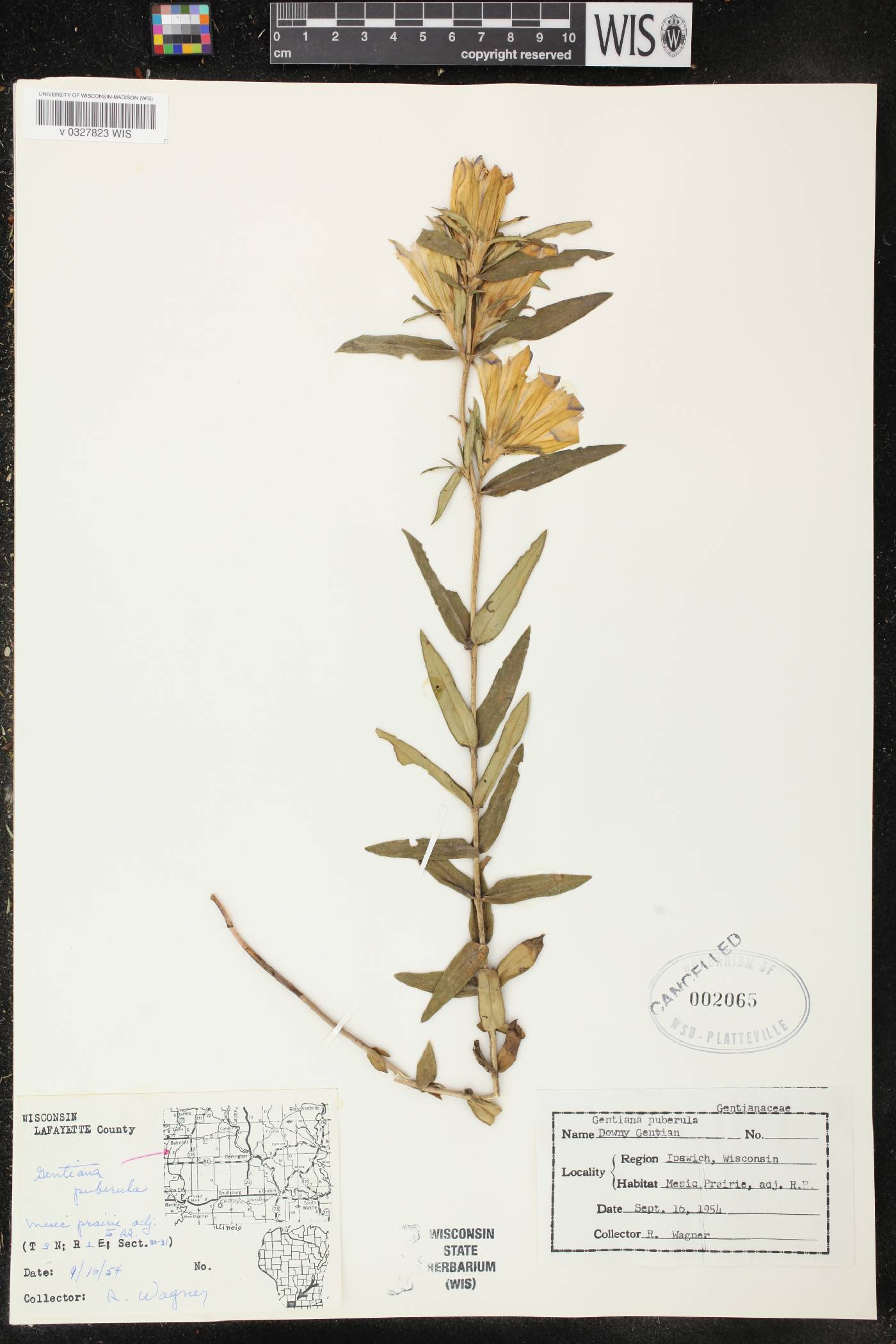 Gentiana puberulenta image