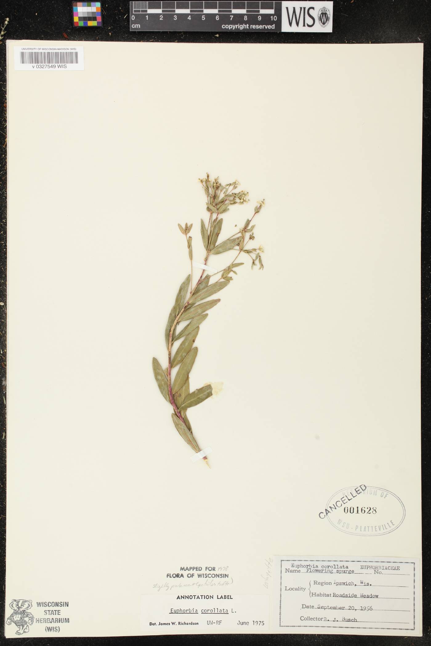 Euphorbia corollata image