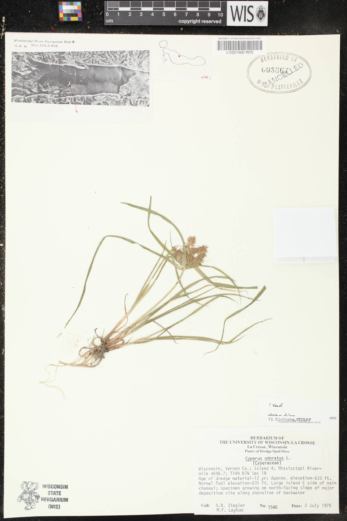 Cyperus odoratus image