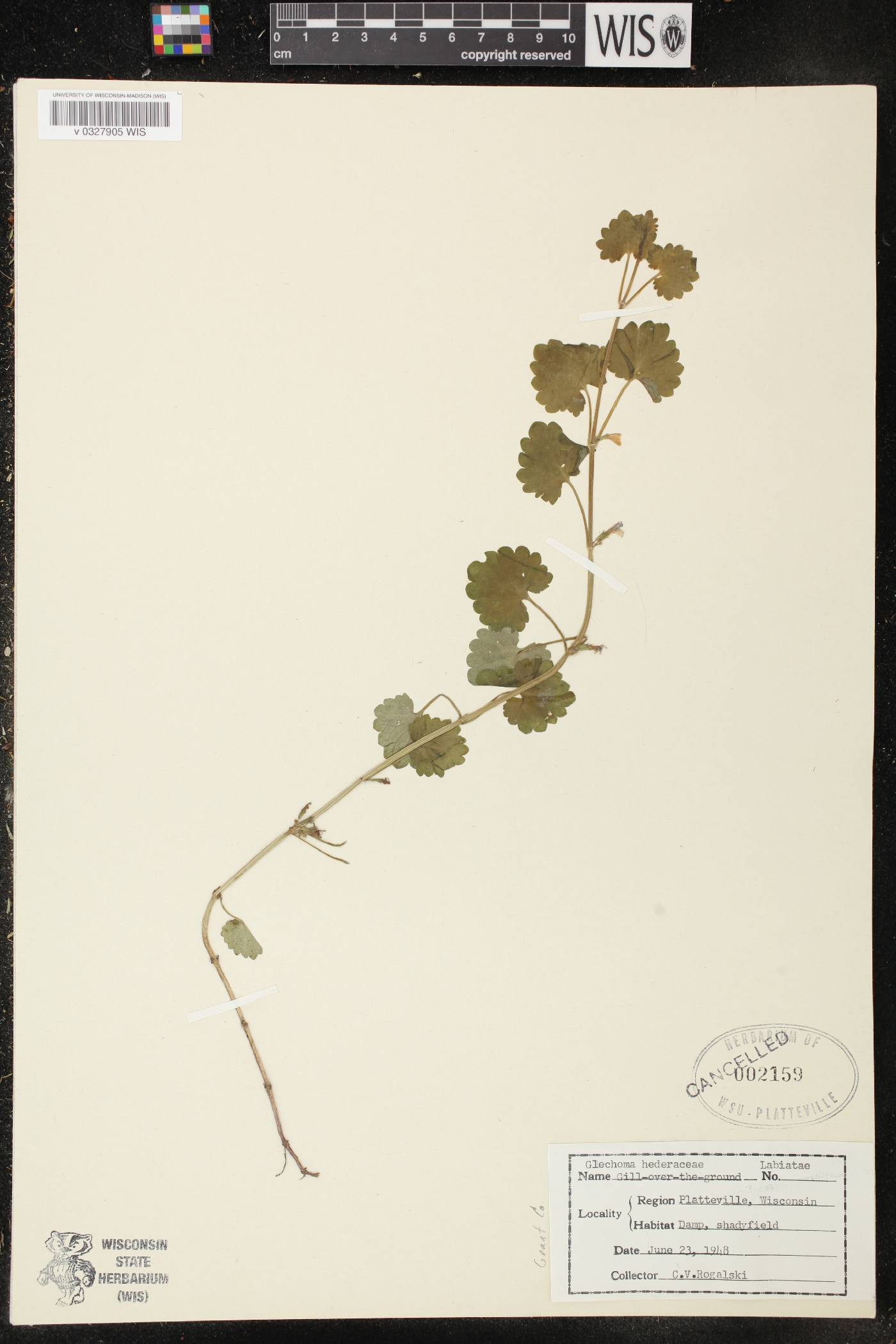 Glechoma hederacea image