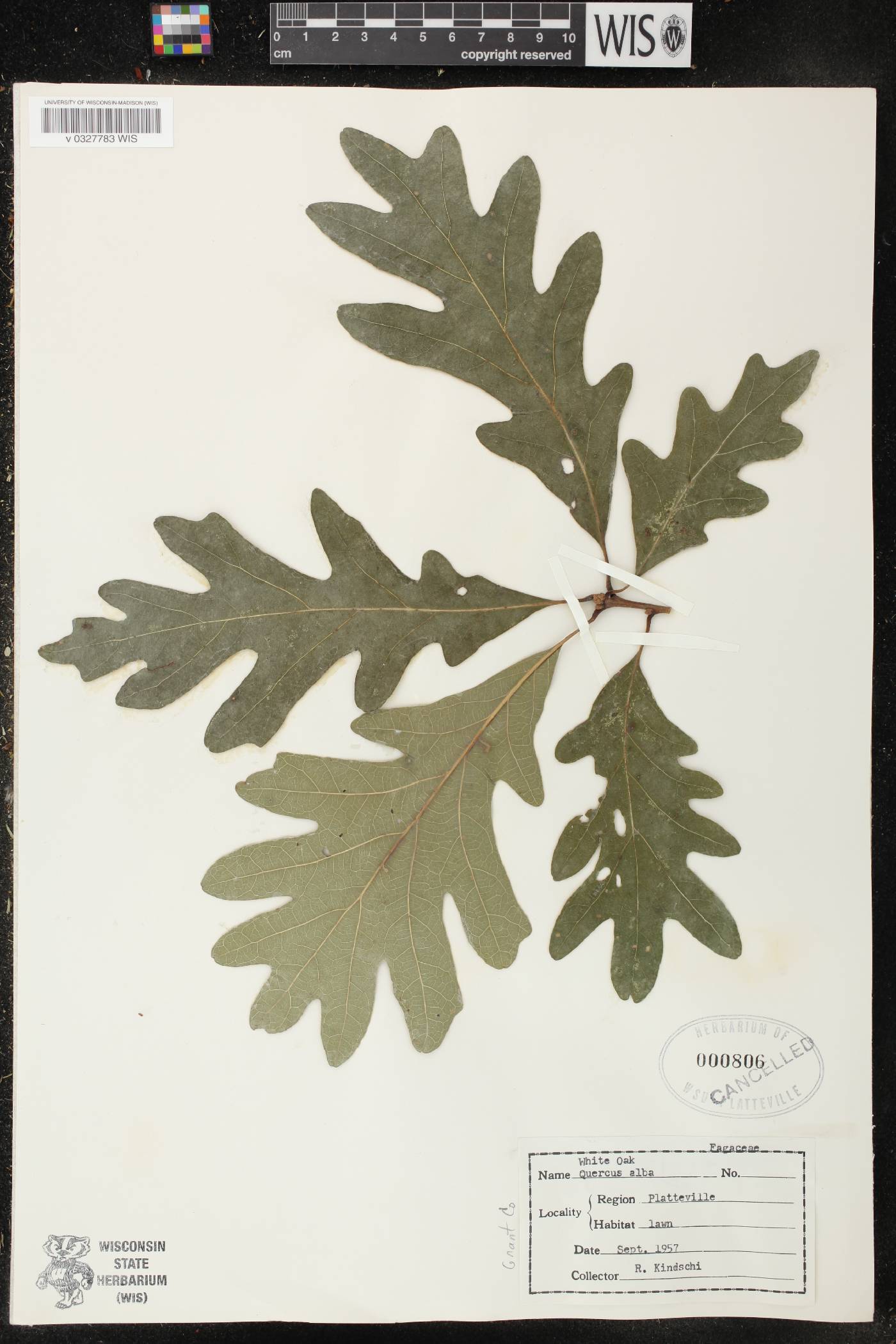 Quercus alba image