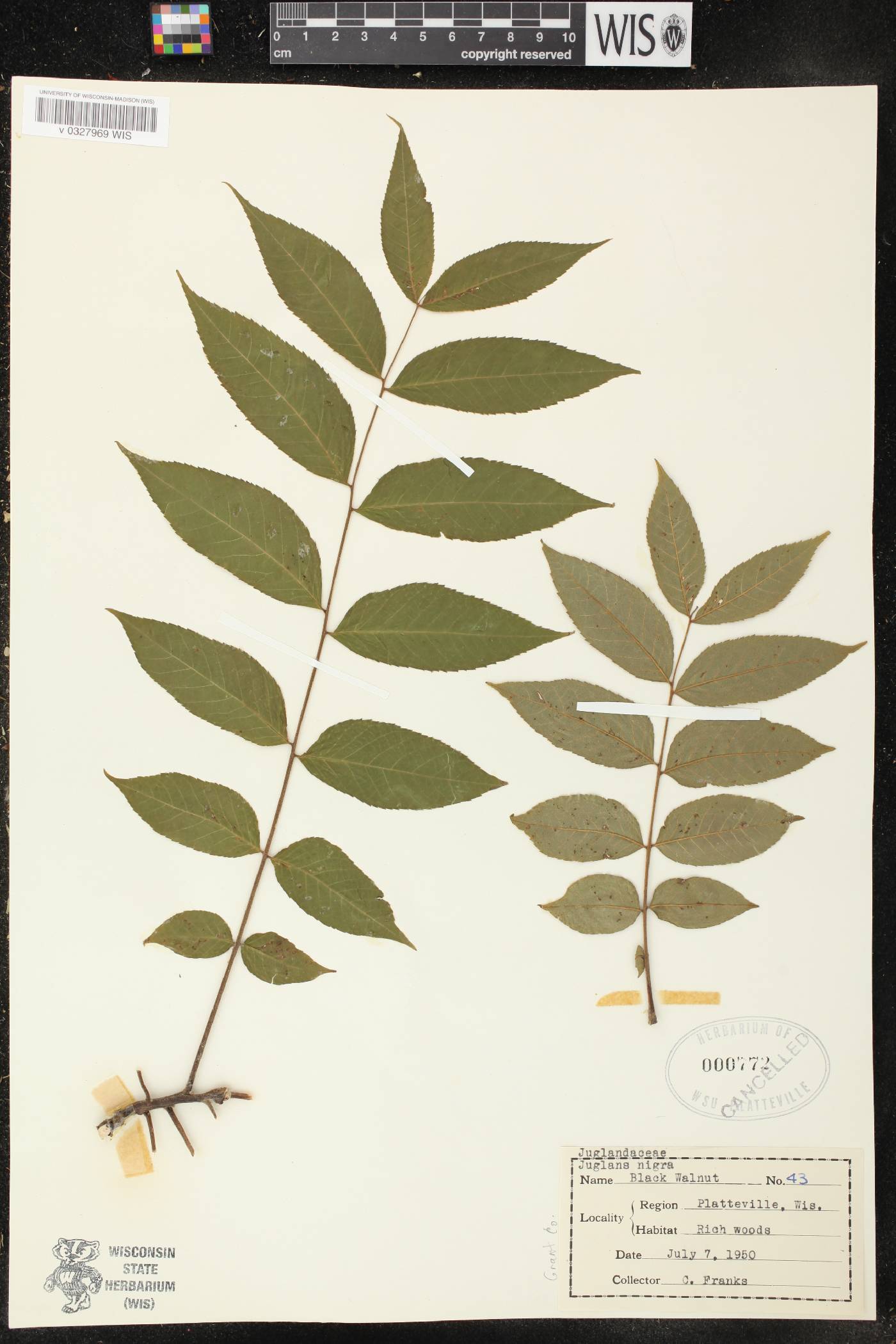 Juglans nigra image