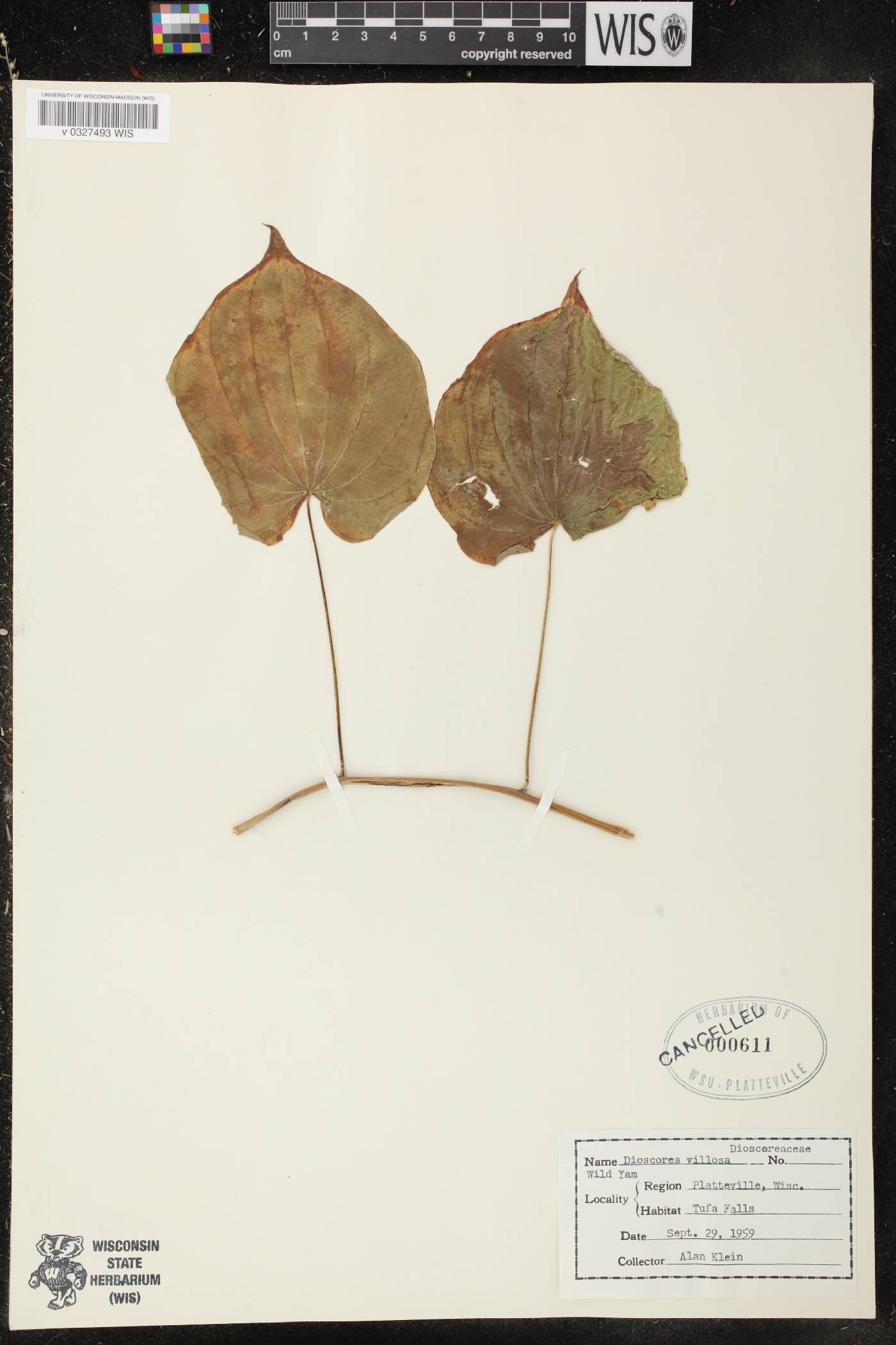 Dioscorea villosa image