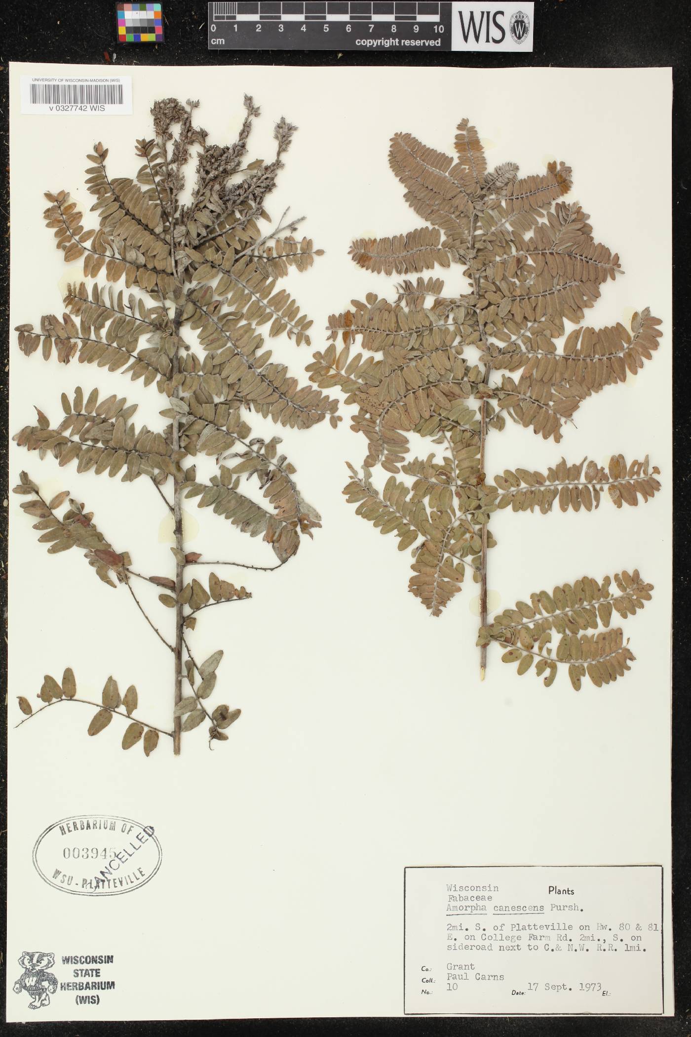 Amorpha canescens image
