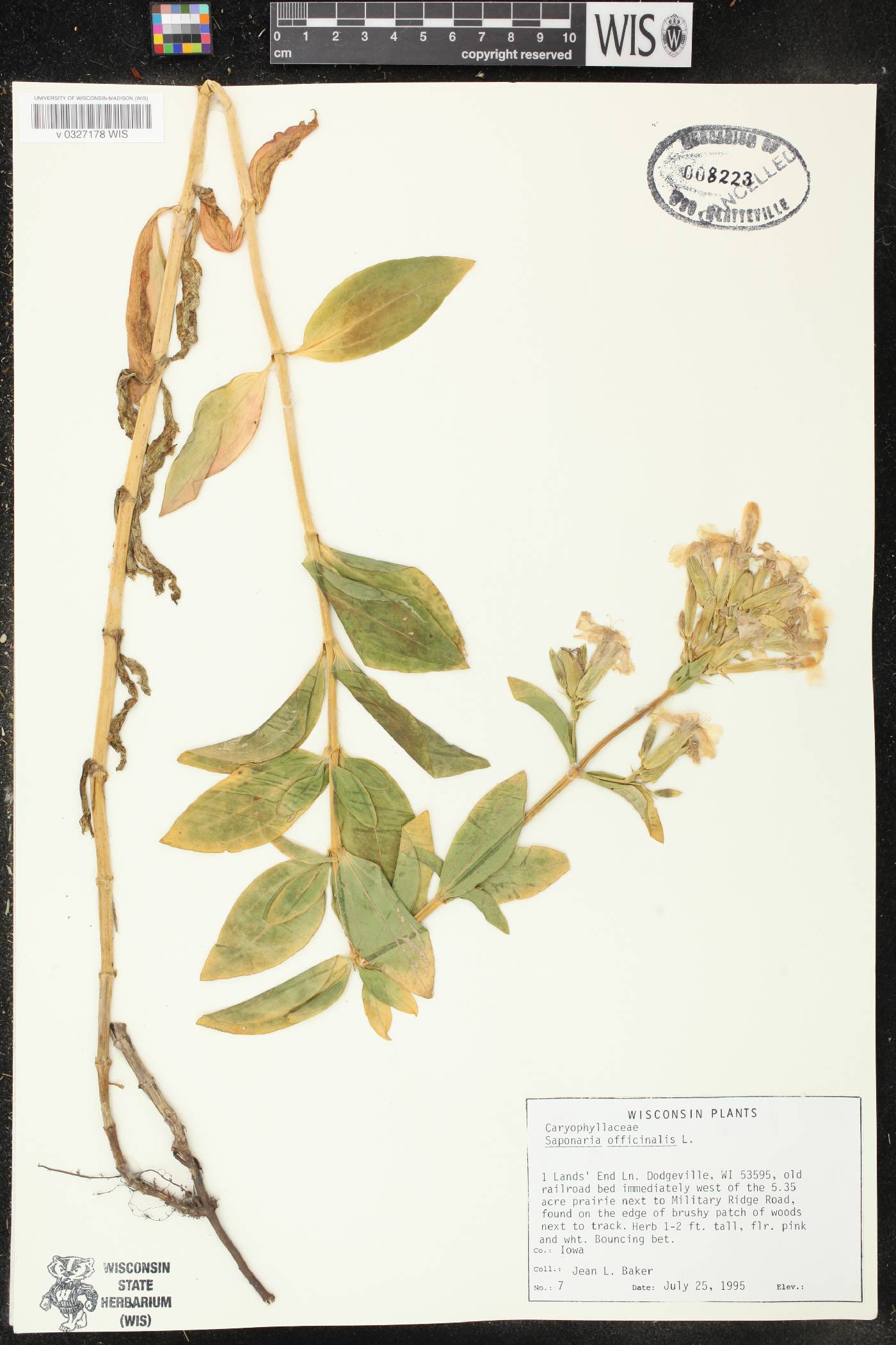 Saponaria officinalis image