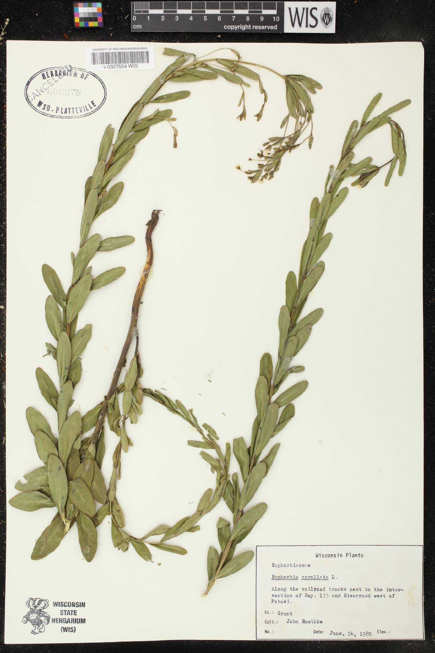 Euphorbia corollata image