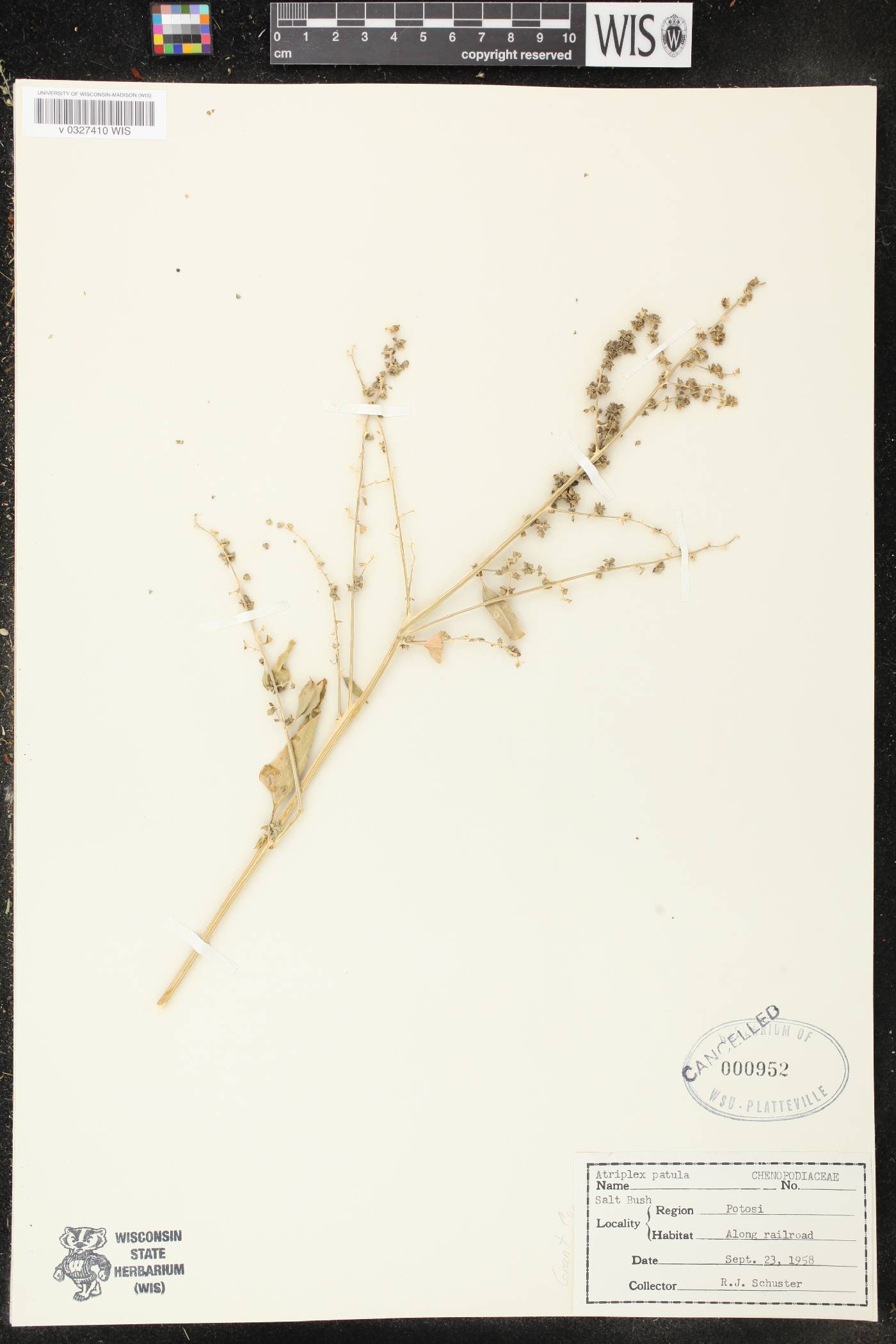 Atriplex patula image