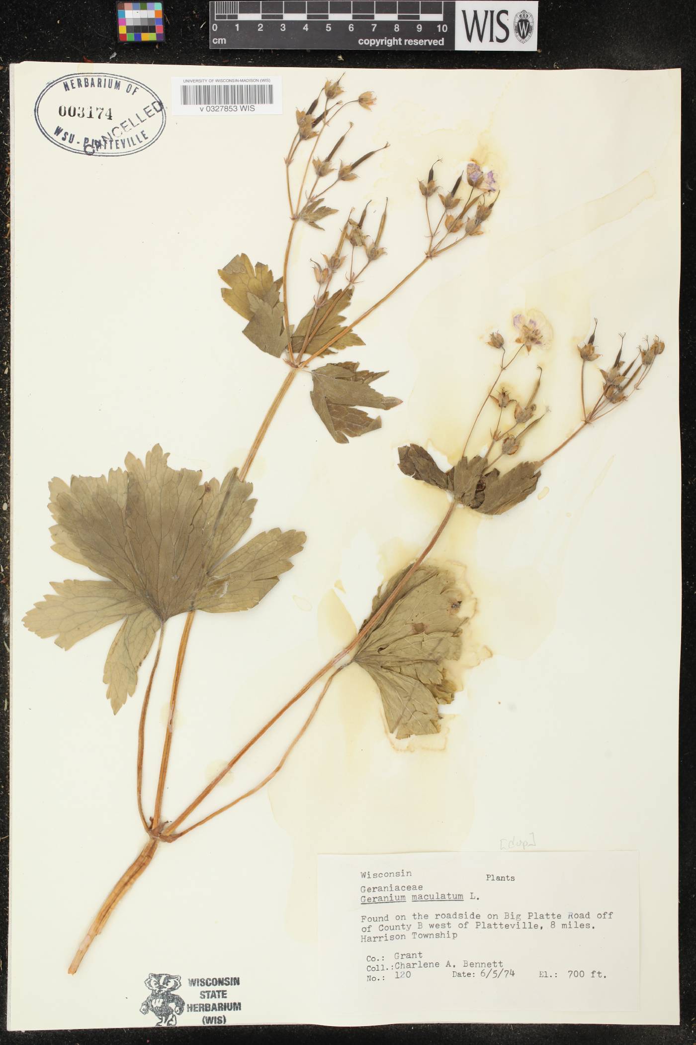 Geranium maculatum image