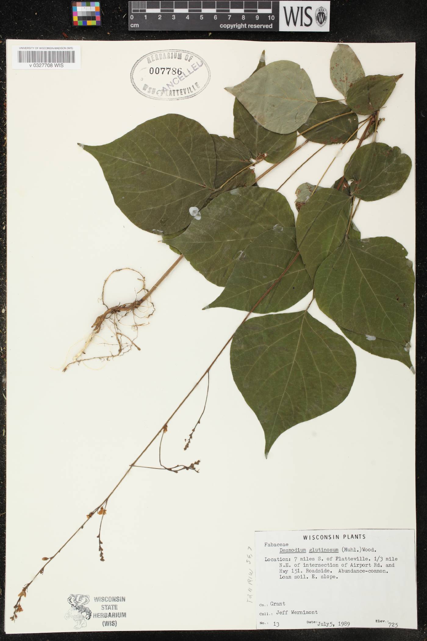 Hylodesmum glutinosum image