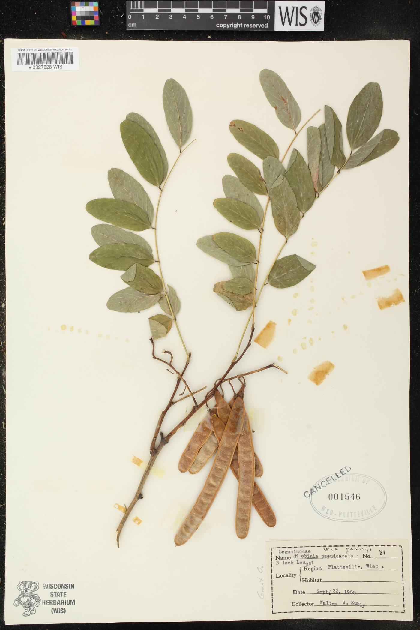 Robinia pseudoacacia image