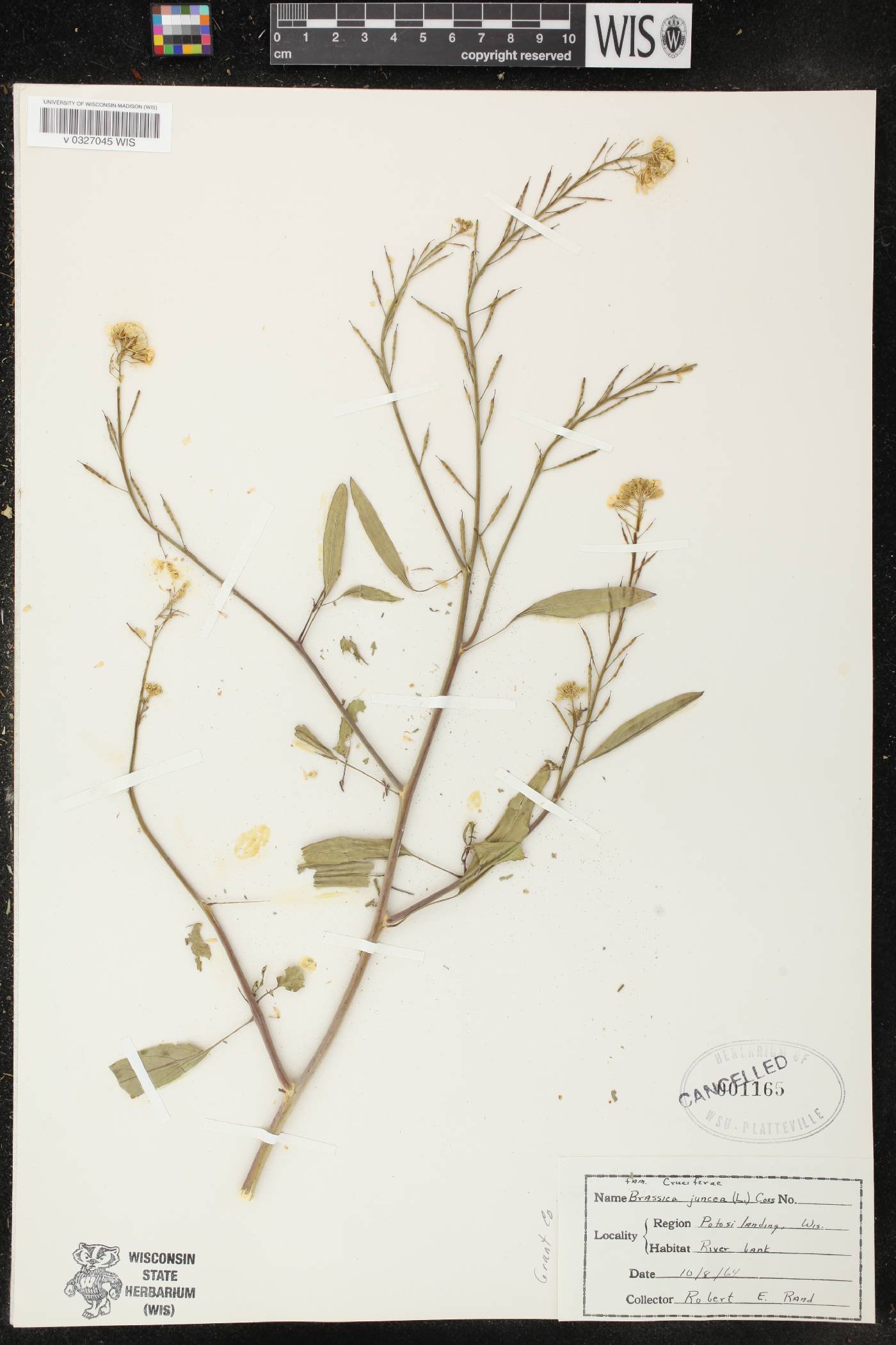 Brassica juncea image