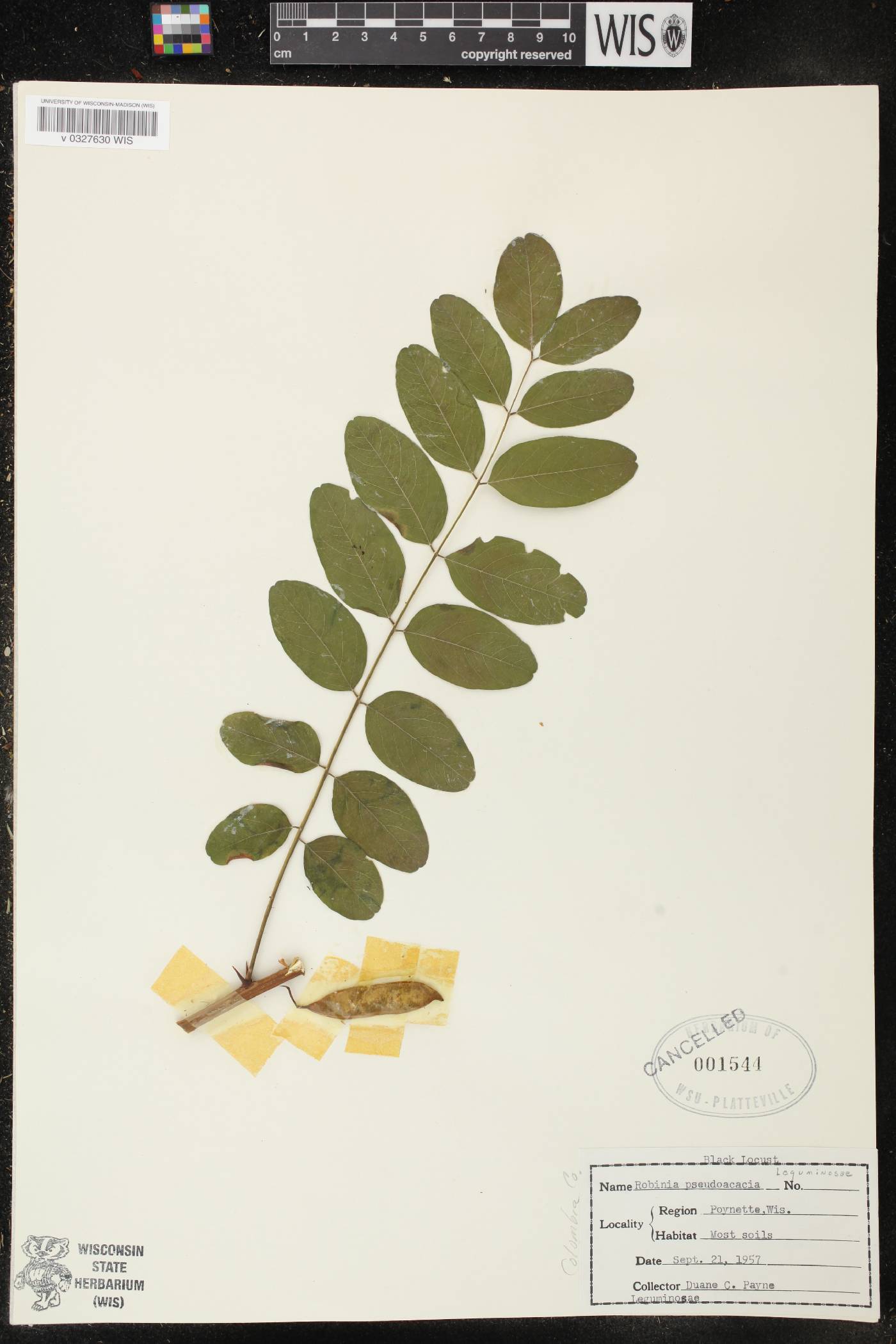 Robinia pseudoacacia image