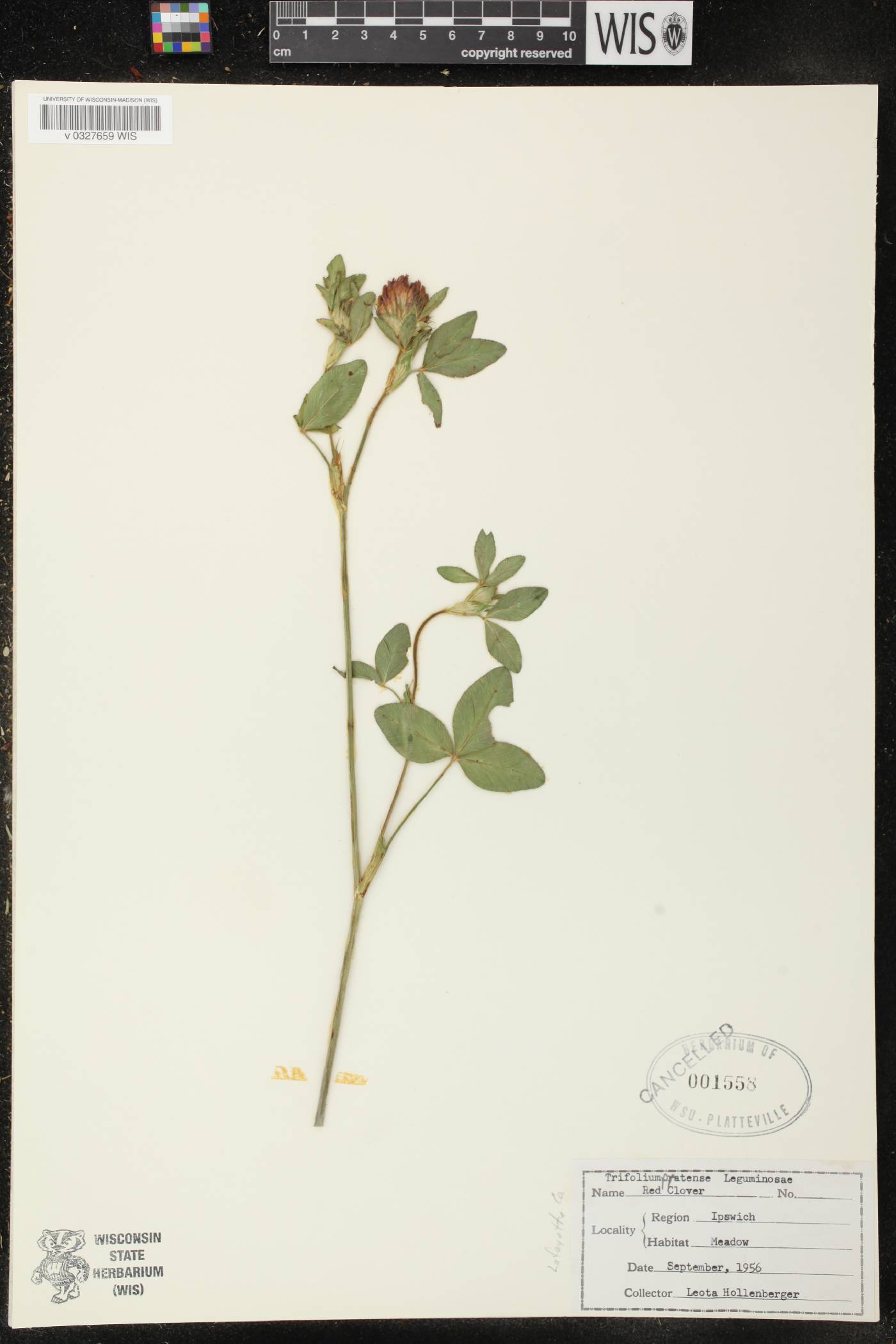 Trifolium pratense image