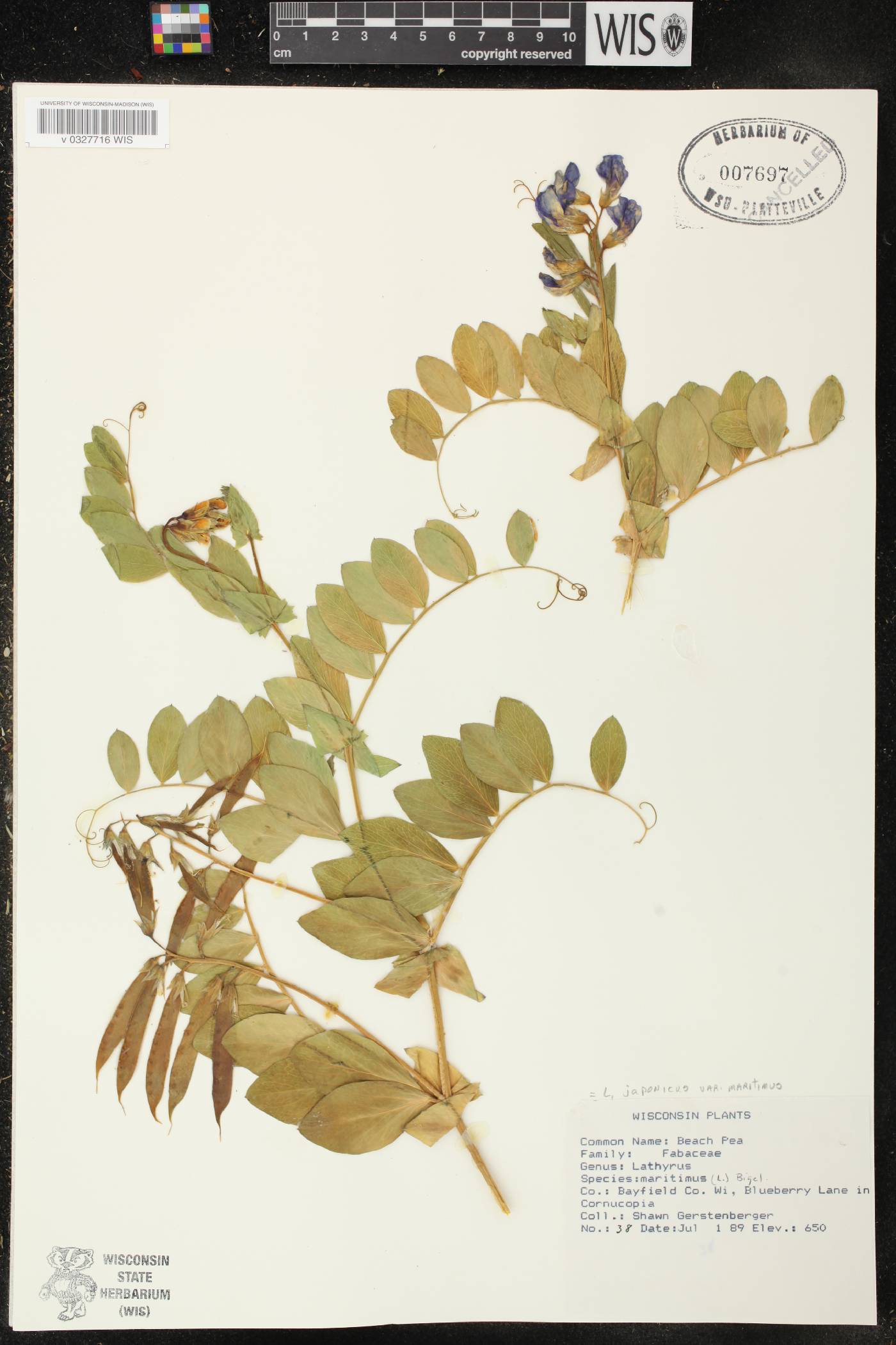 Lathyrus japonicus image