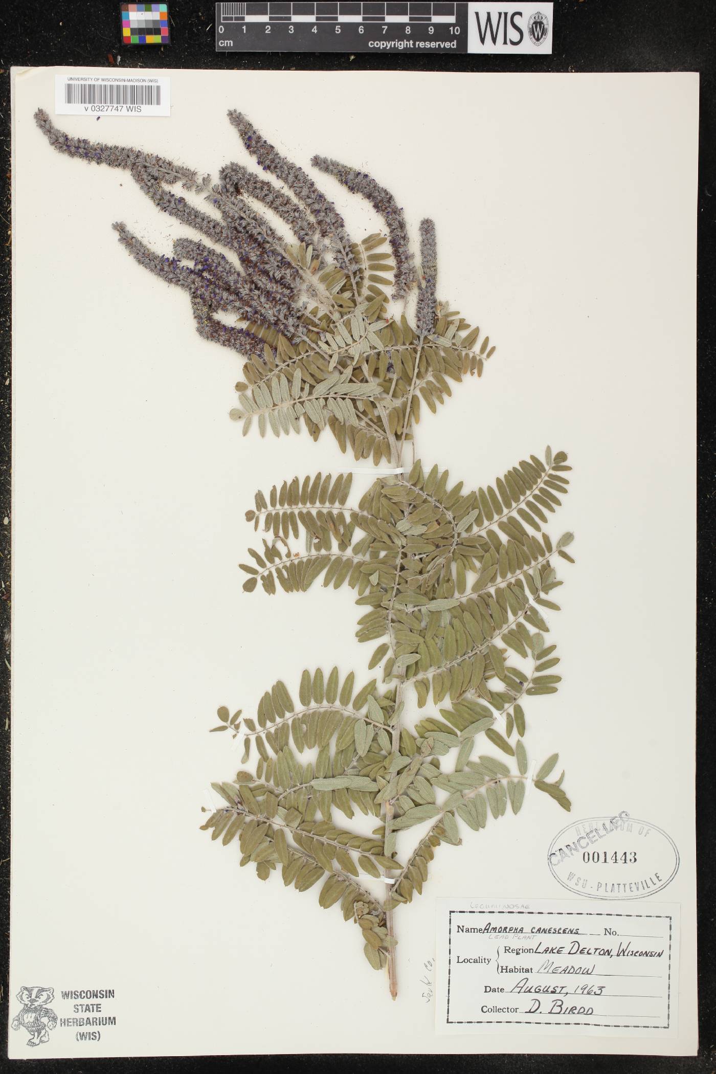 Amorpha canescens image