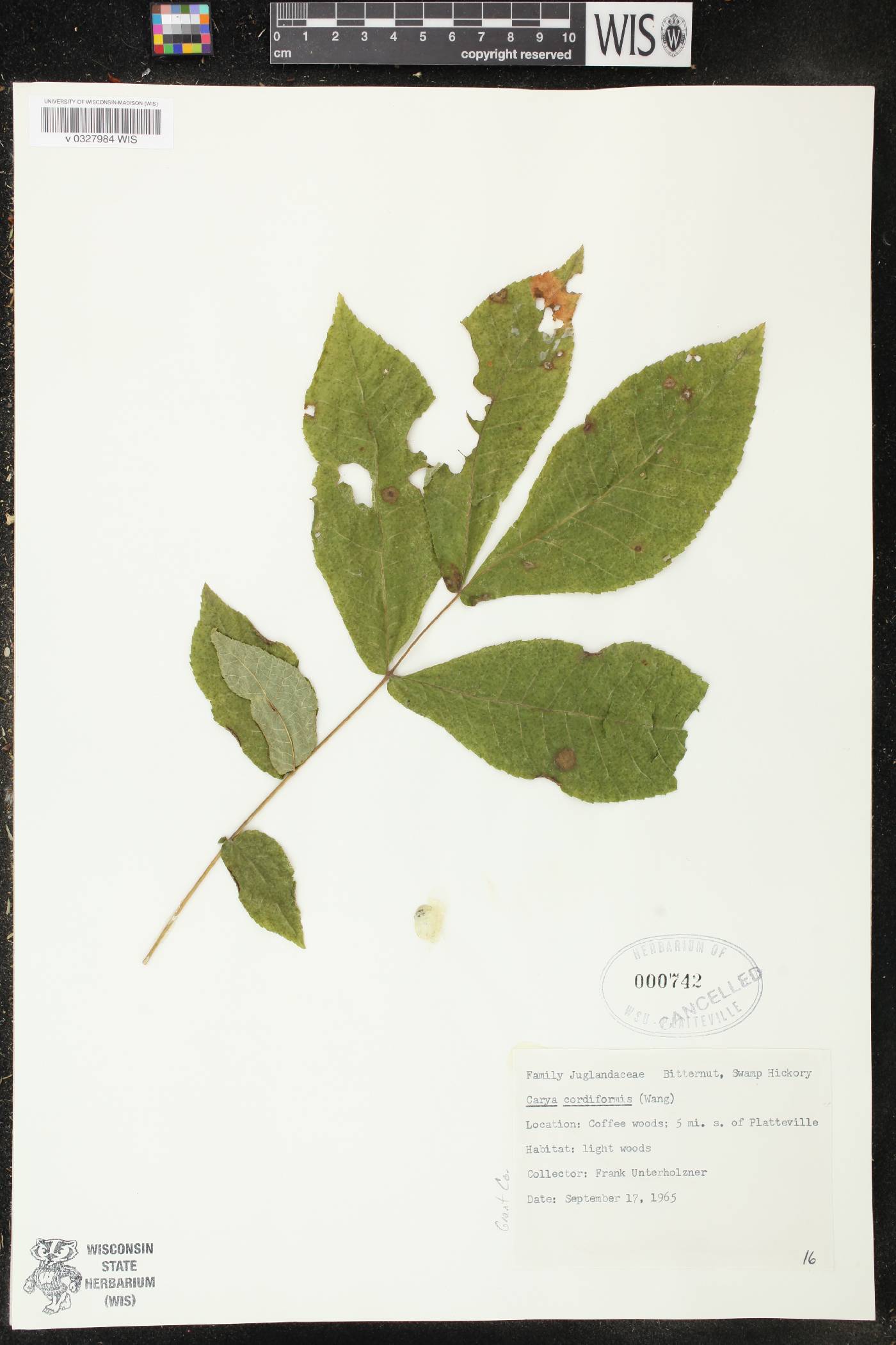 Carya cordiformis image