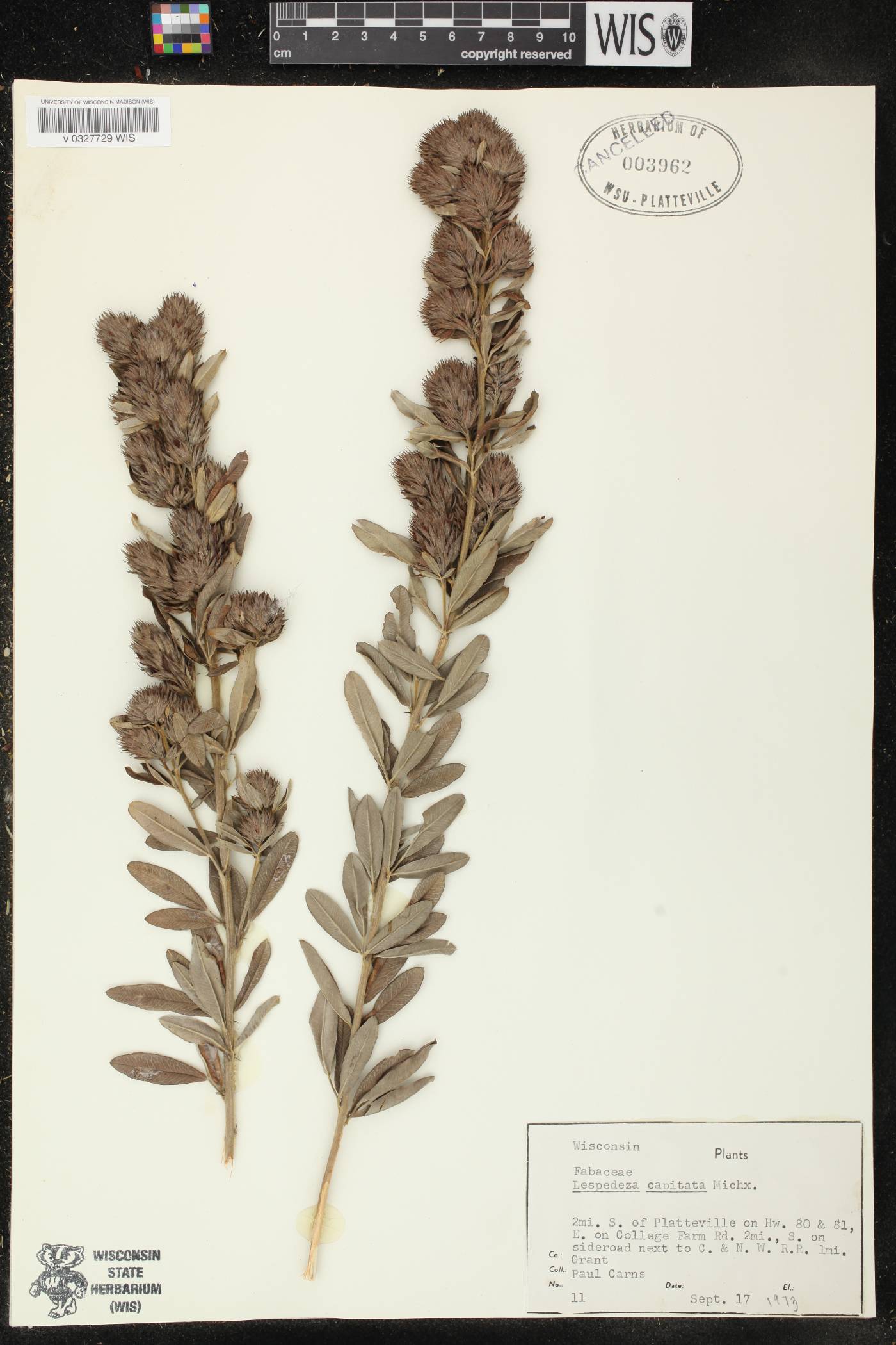 Lespedeza capitata image