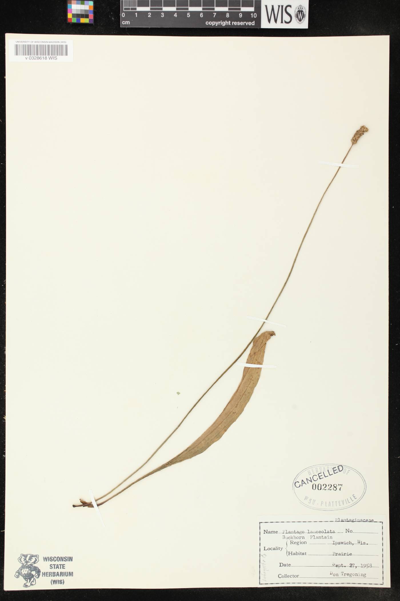 Plantago lanceolata image