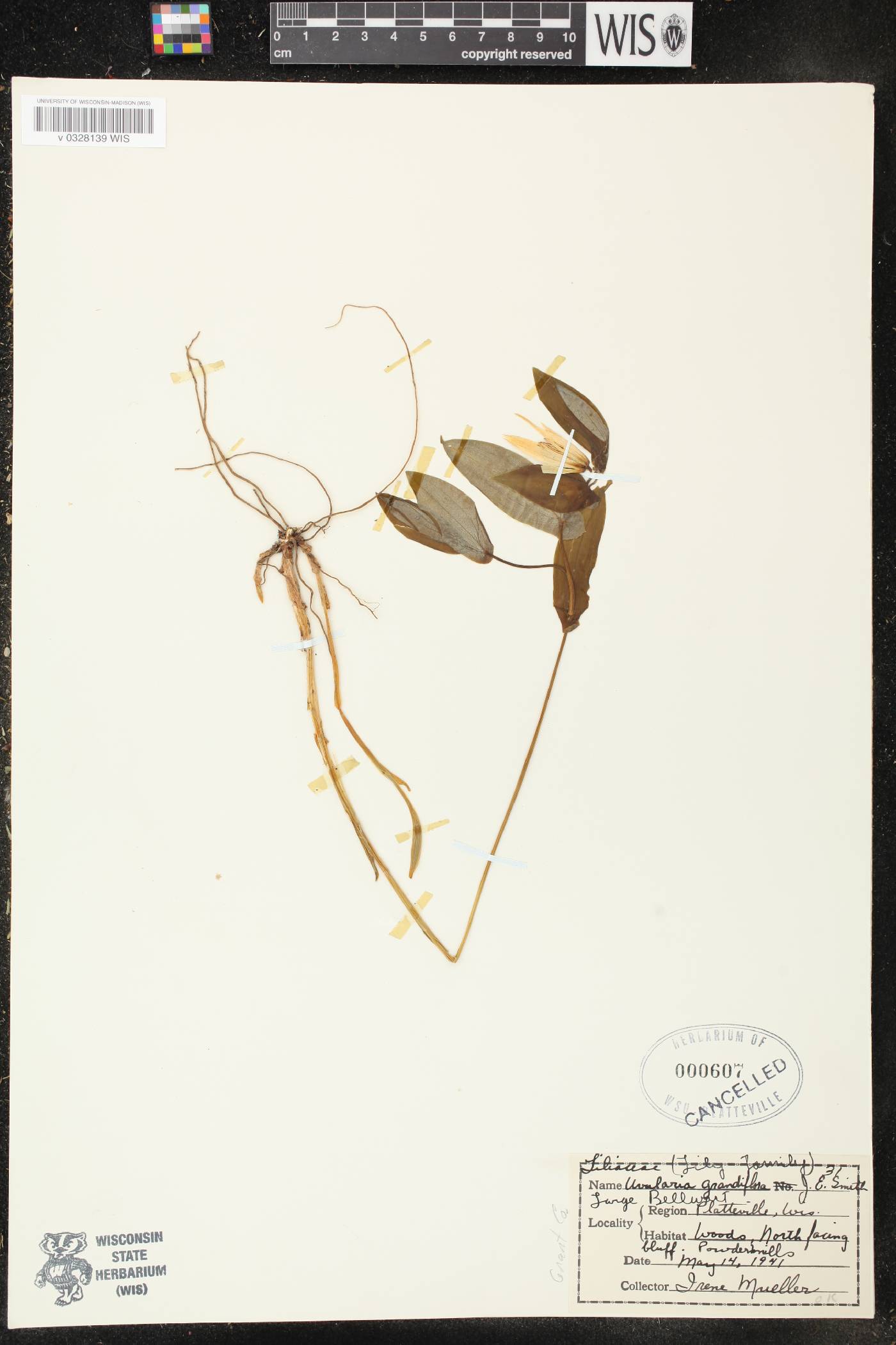 Uvularia grandiflora image