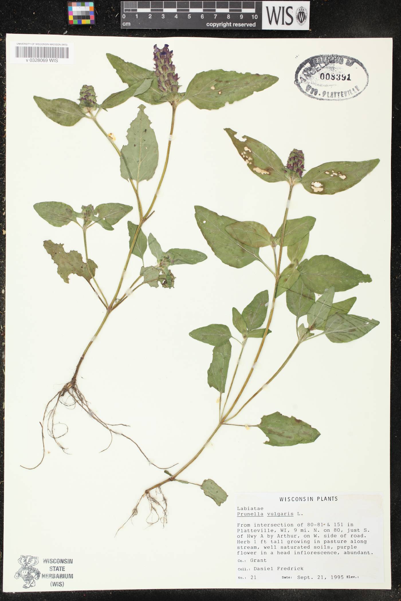 Prunella vulgaris image