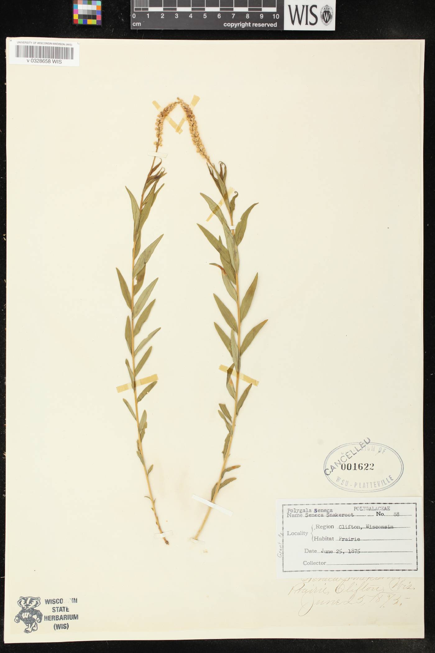 Polygala senega image