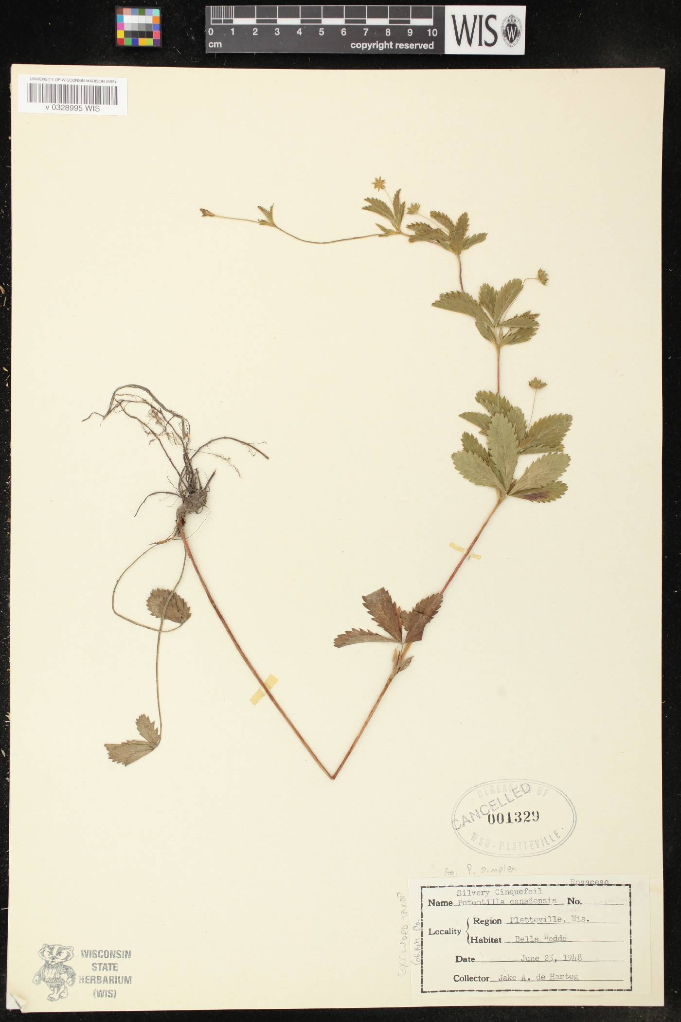 Potentilla simplex image