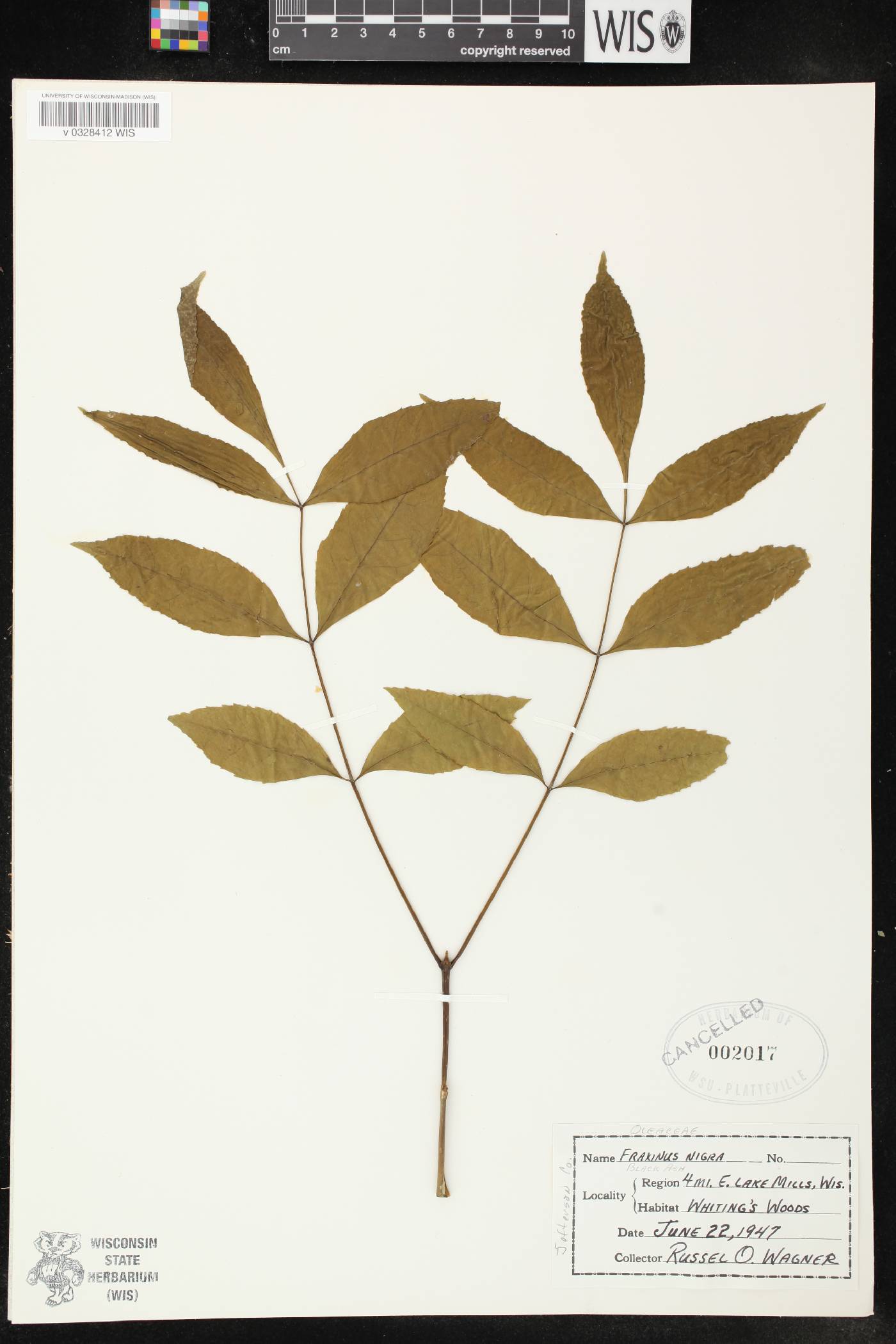 Fraxinus nigra image