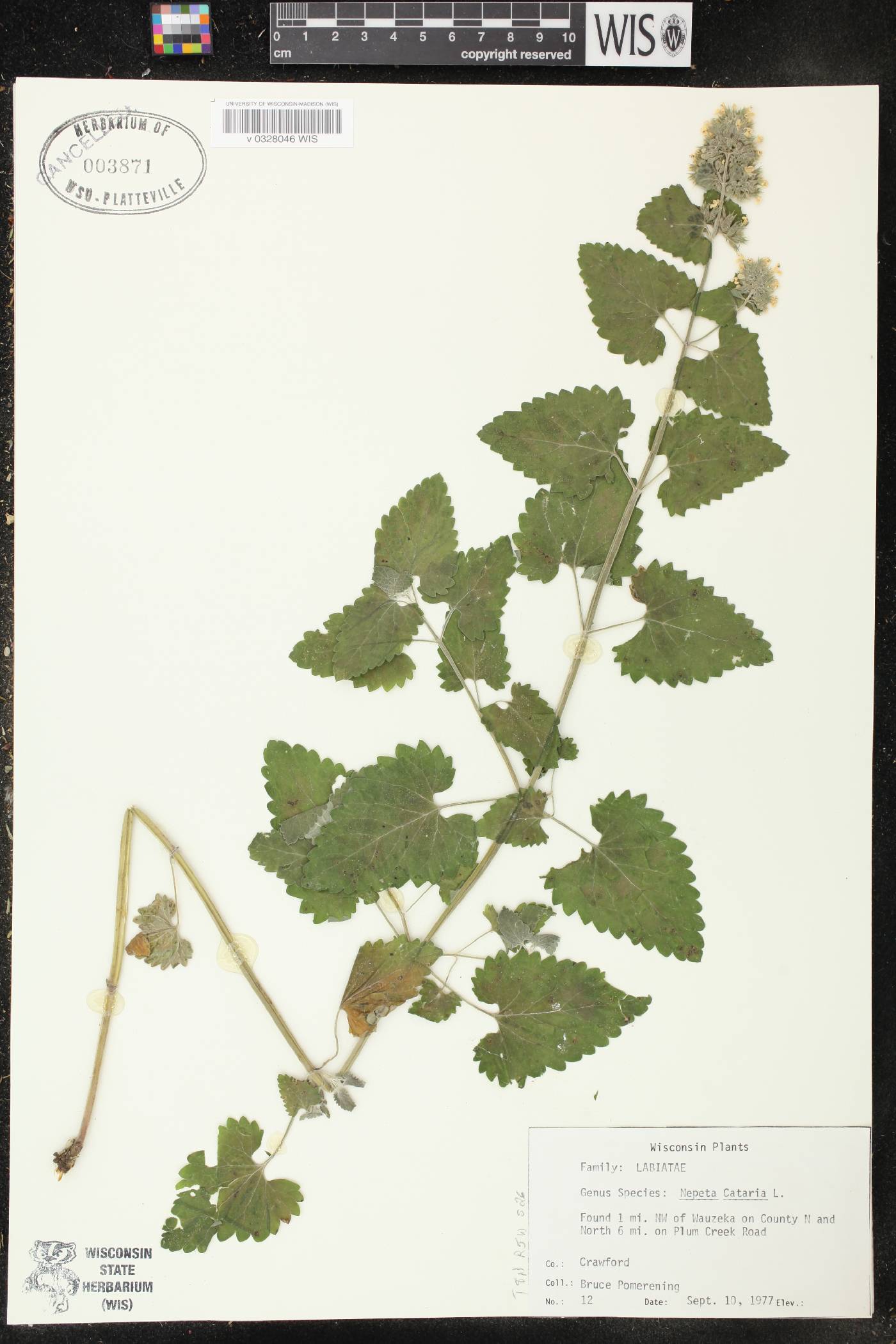 Nepeta cataria image