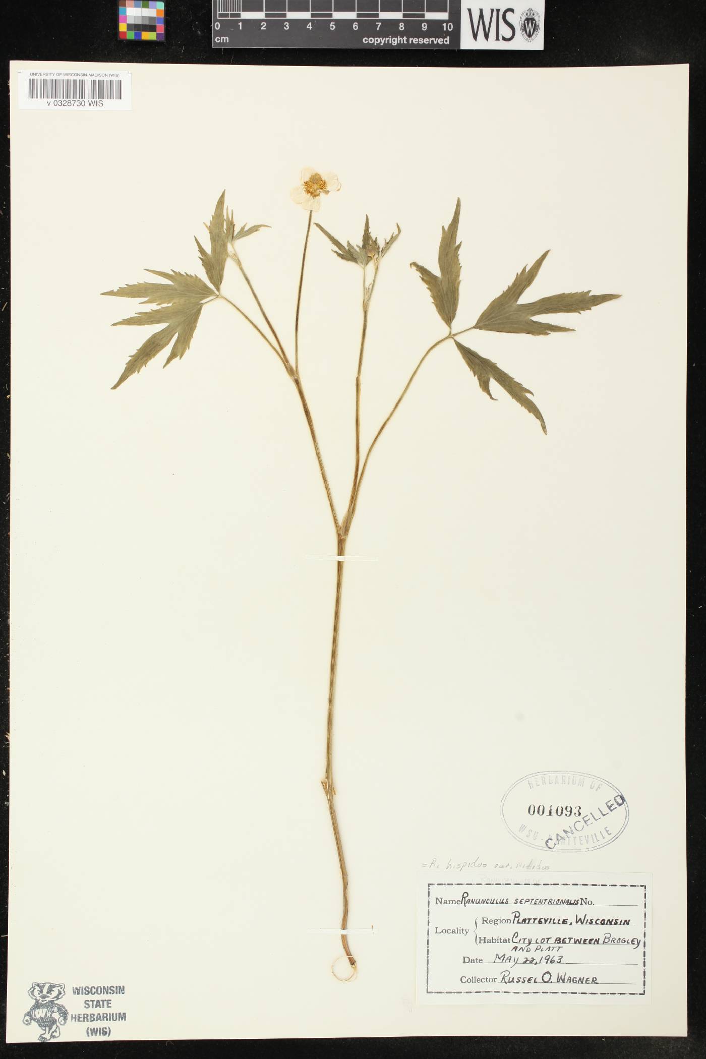 Ranunculus hispidus image