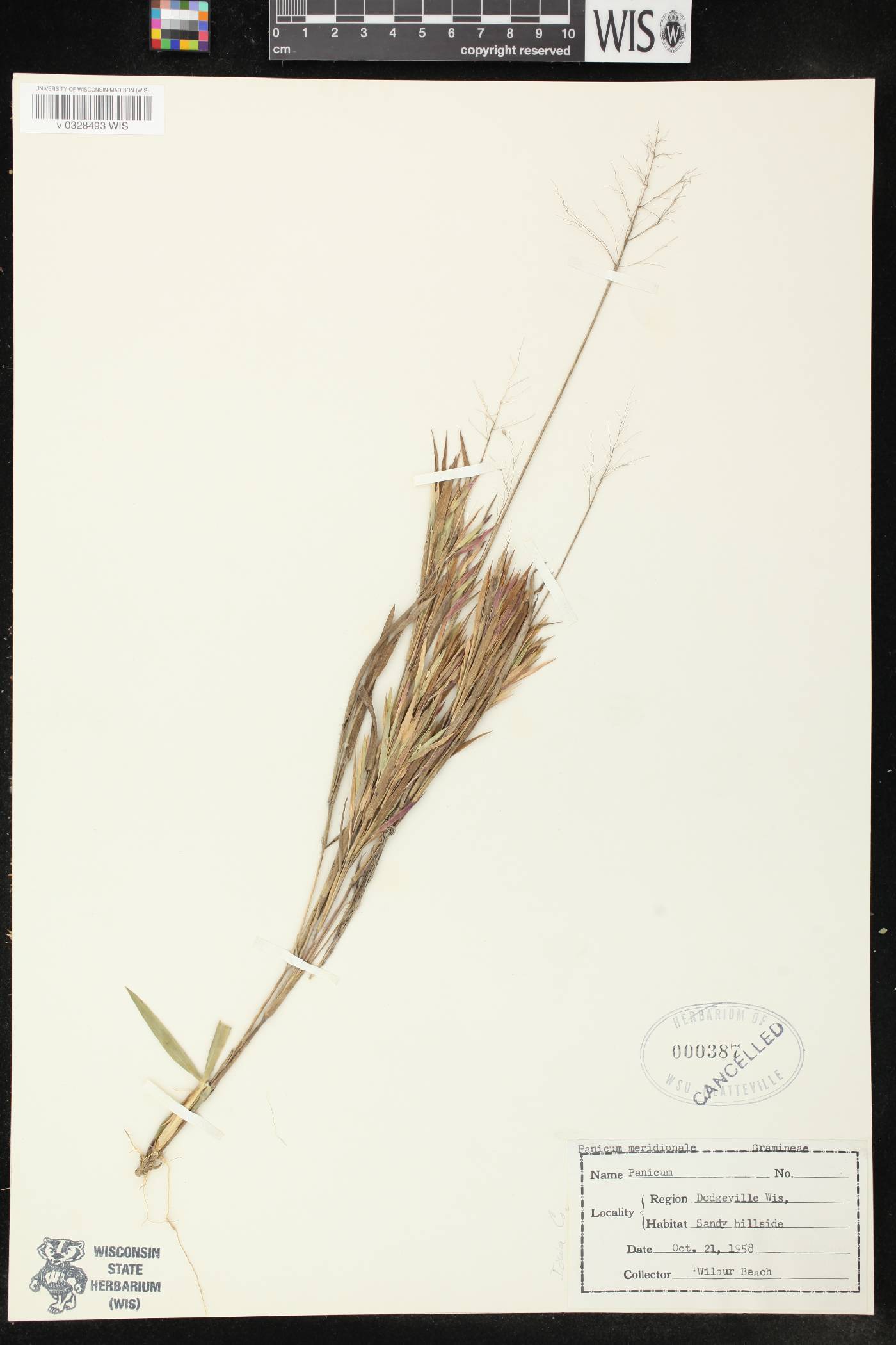 Dichanthelium meridionale image