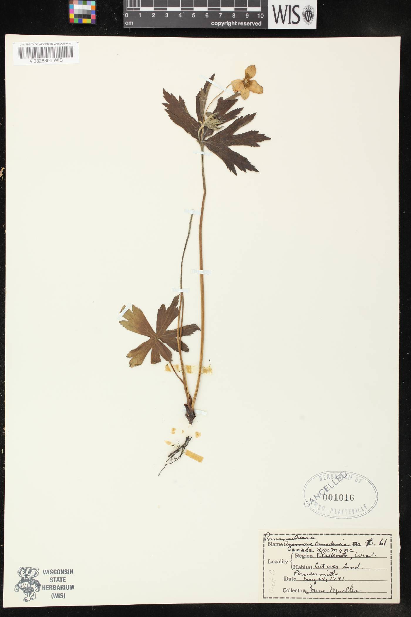 Anemone canadensis image