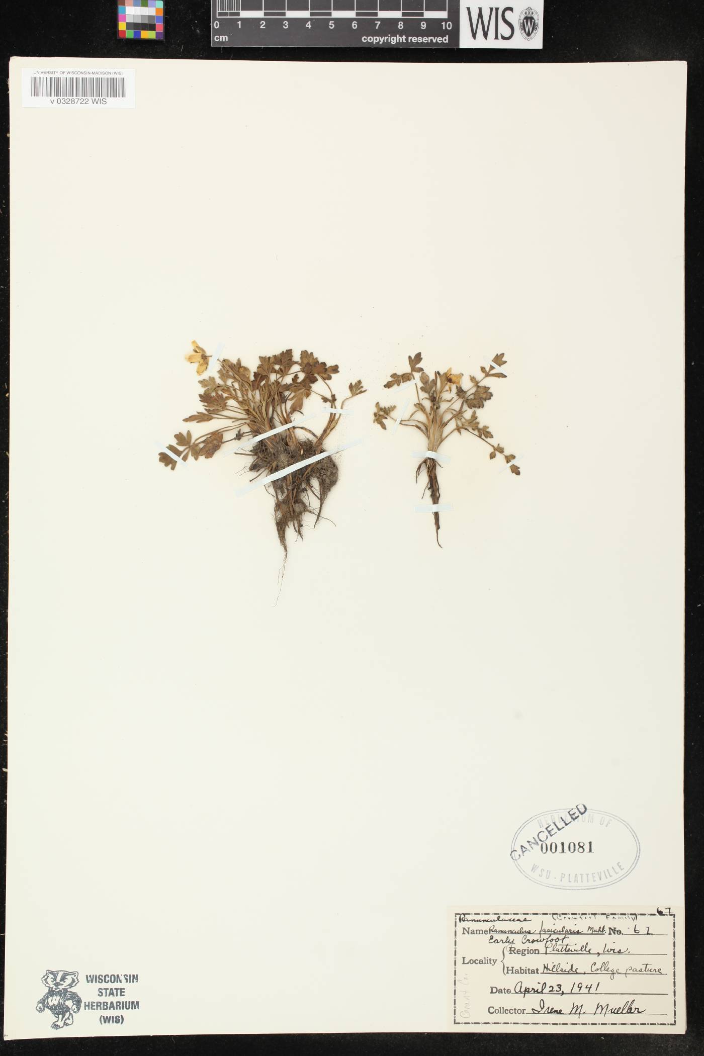 Ranunculus fascicularis image