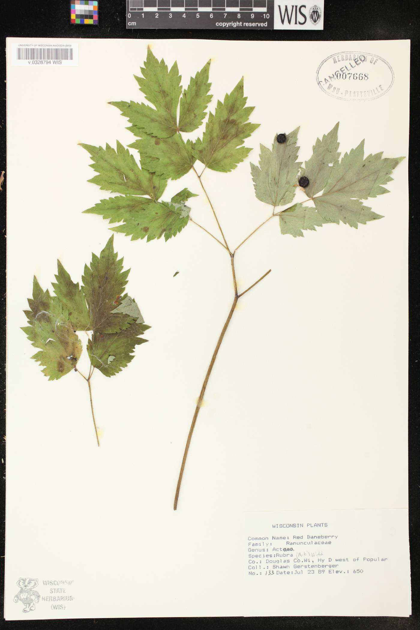 Actaea rubra image
