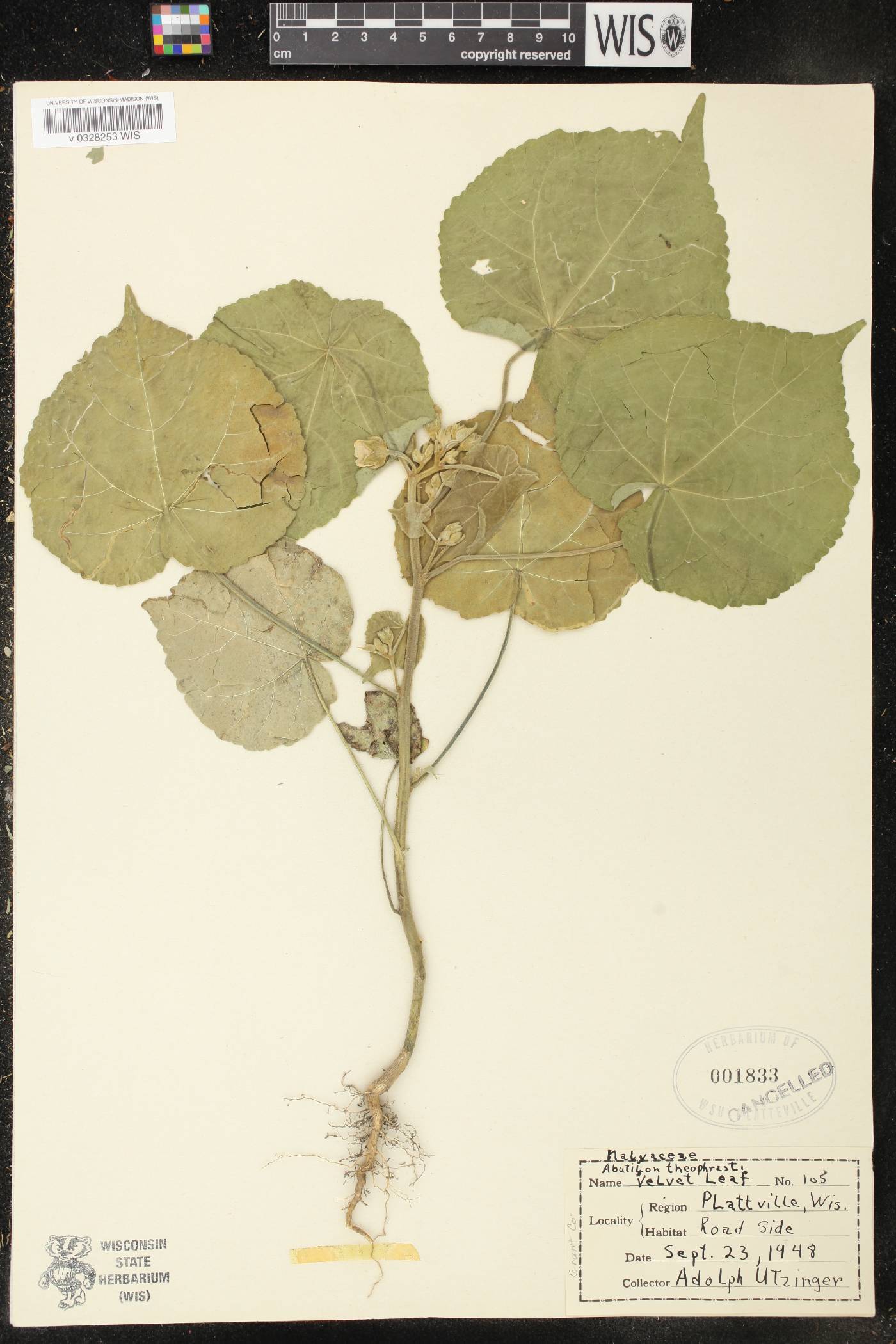 Abutilon theophrasti image