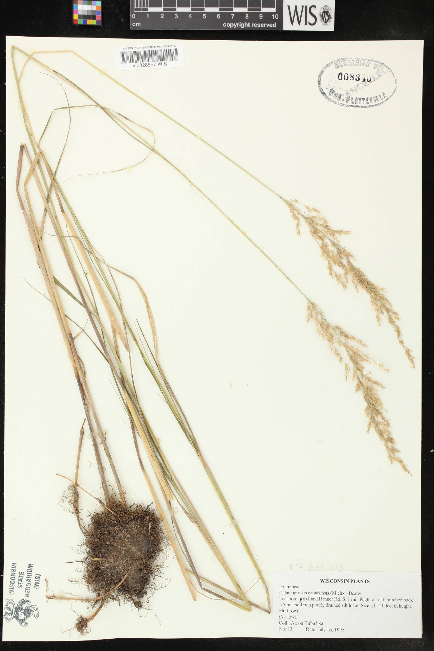 Calamagrostis canadensis image