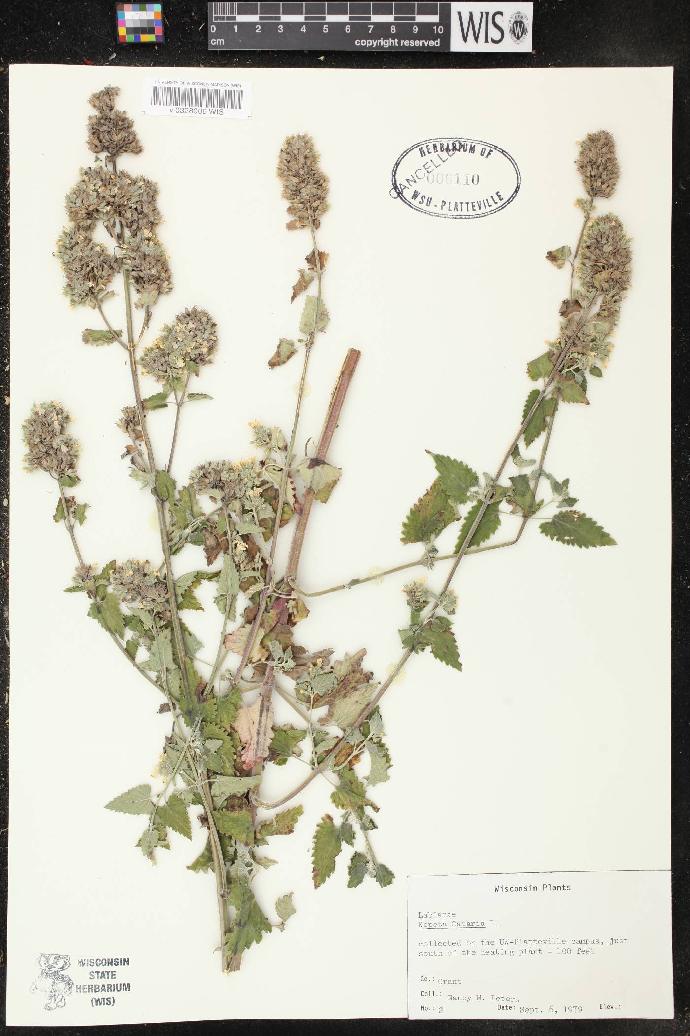 Nepeta cataria image