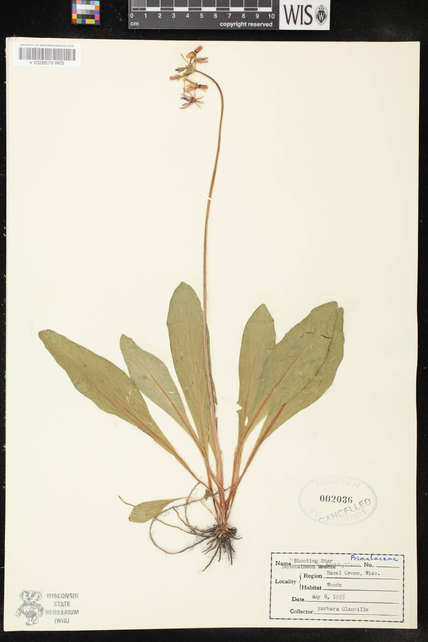 Primula fassettii image