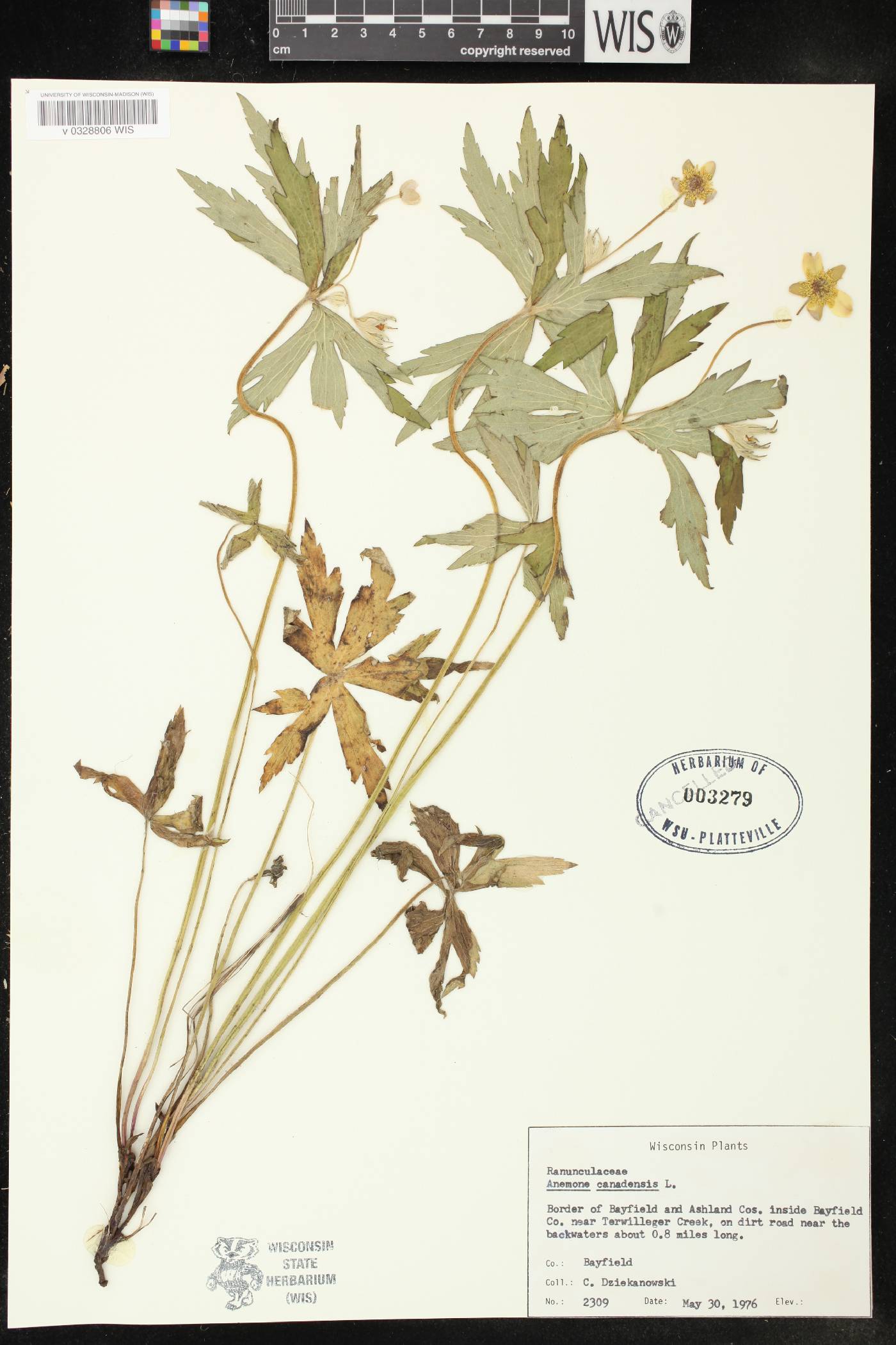 Anemone canadensis image