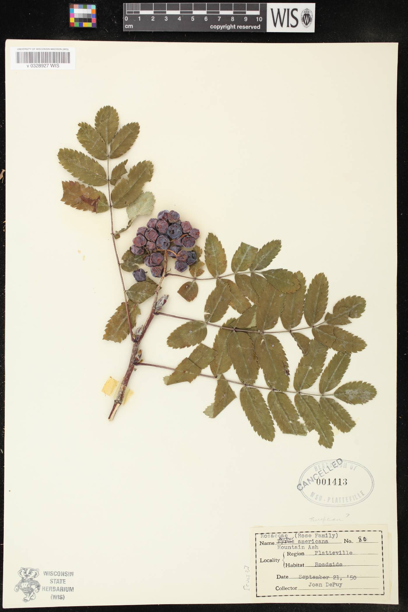 Sorbus americana image