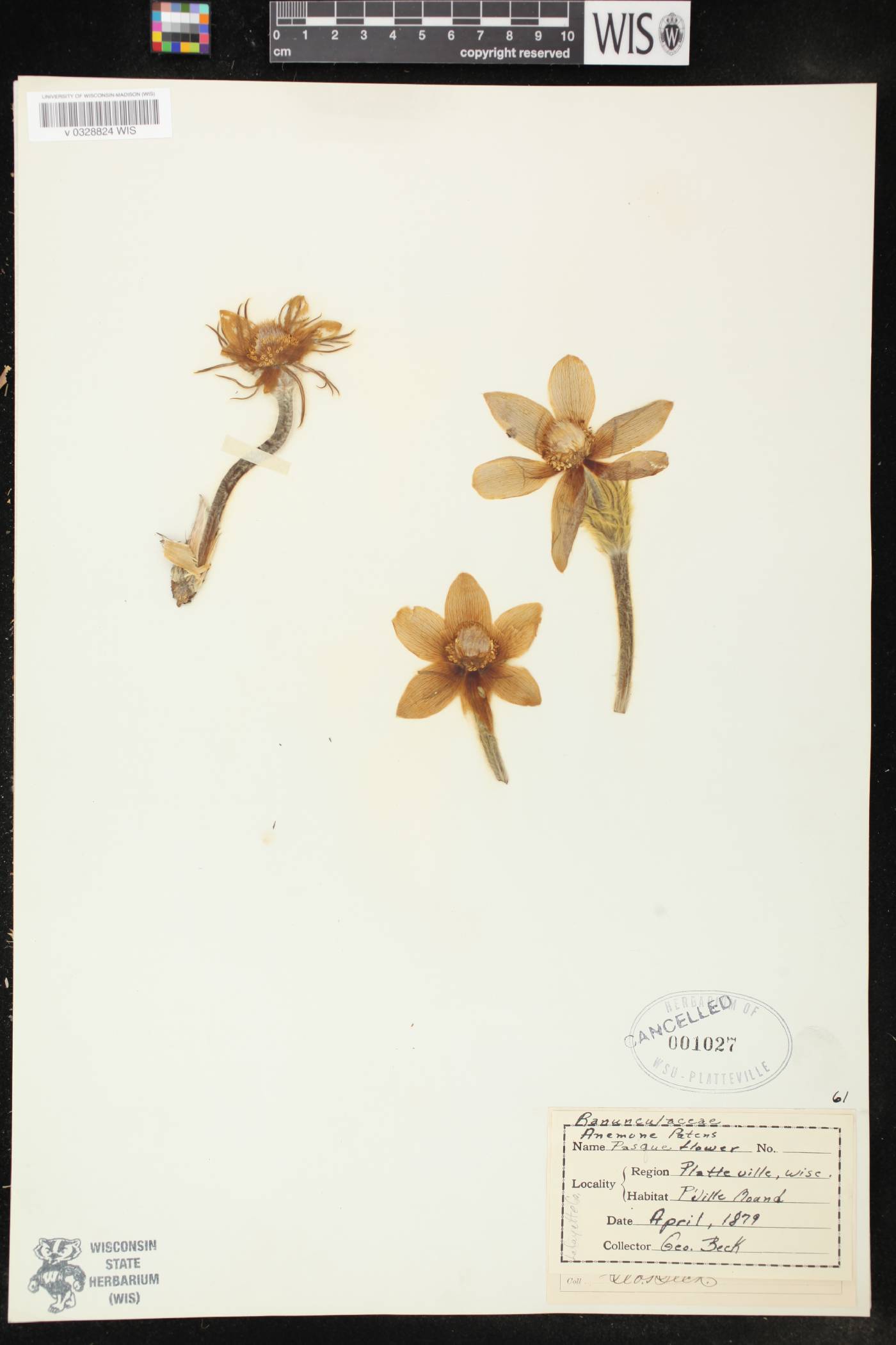 Anemone patens var. multifida image