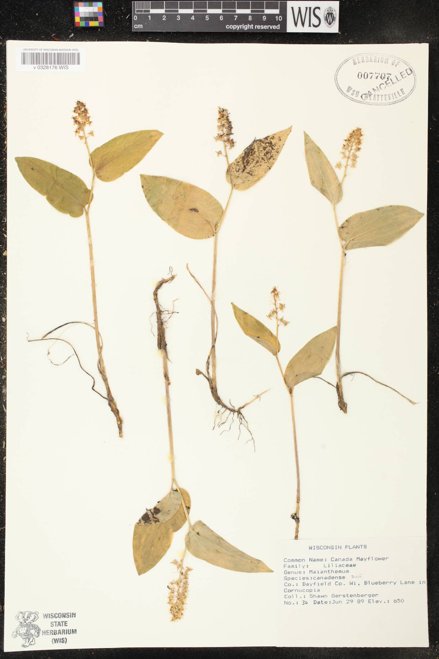 Maianthemum canadense image